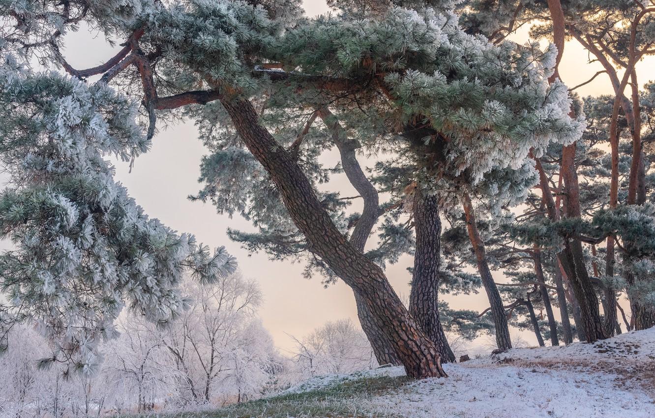 1332x850 Wallpaper winter, frost, trees, landscape, nature, Park, pine, the bushes, South Korea image for desktop, section пейзажи