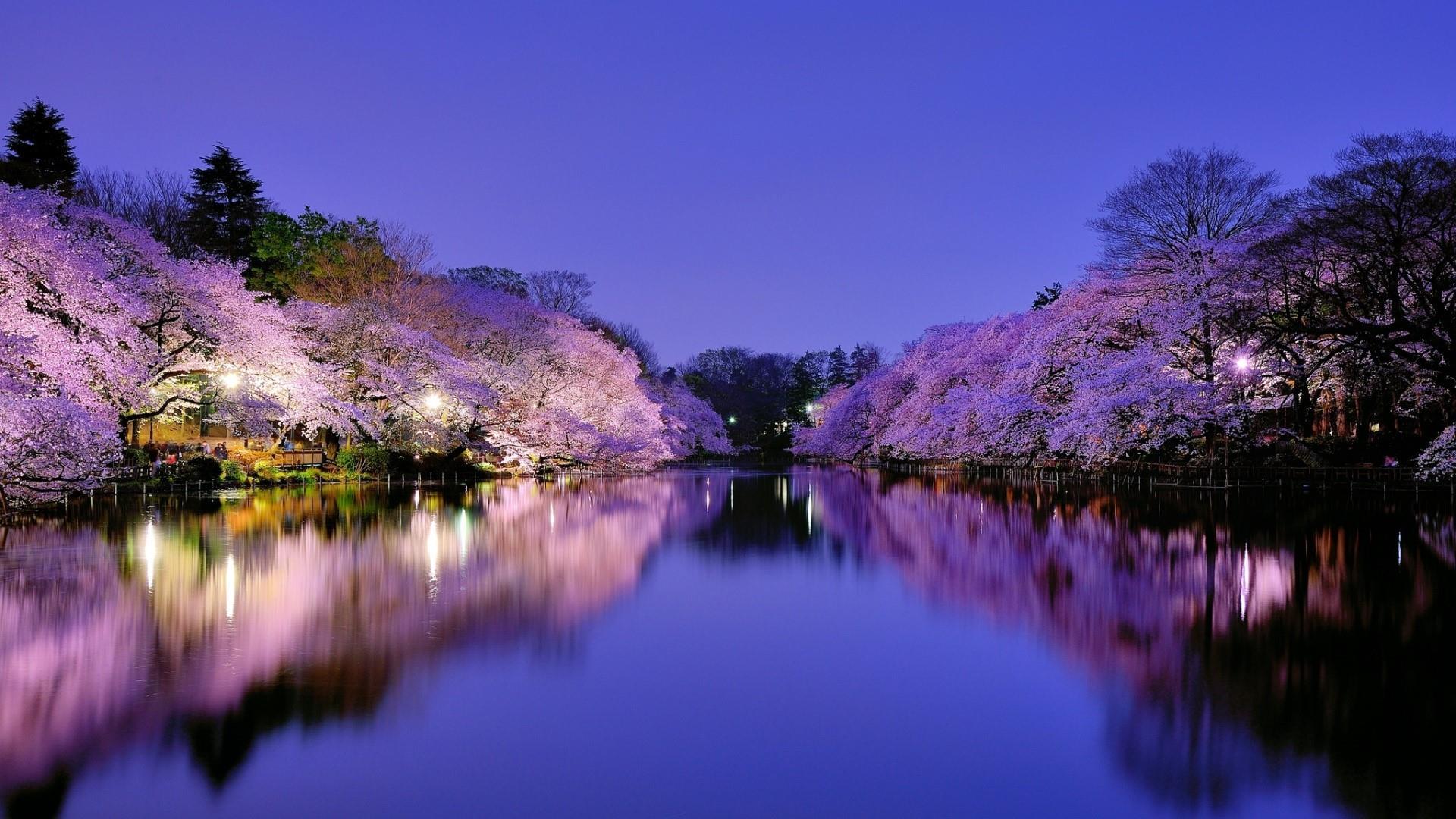 Japan Cherry Blossom Wallpapers Top Free Japan Cherry Blossom