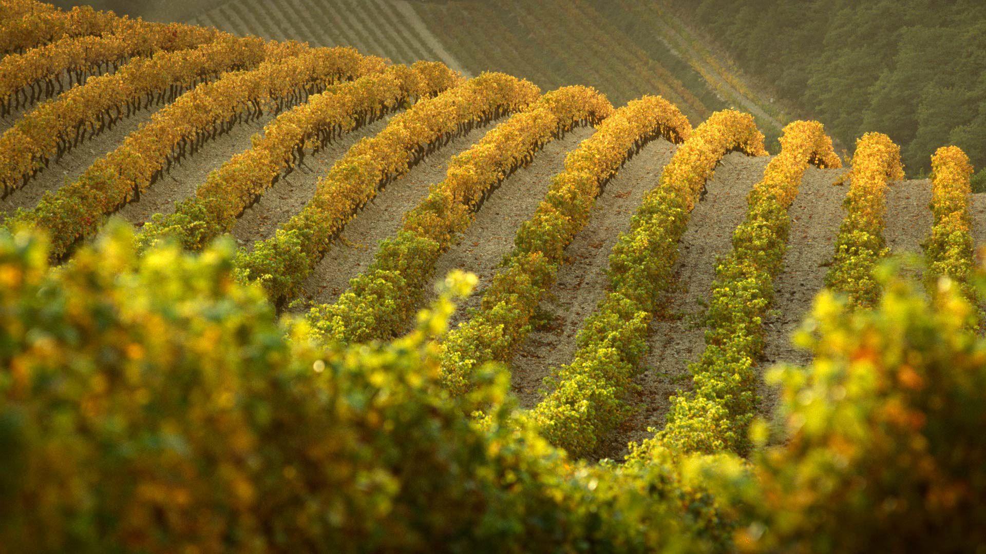 1920x1080 Vineyard HD Wallpaper