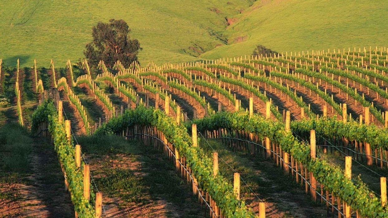 1244x700 Sunset California vineyard wallpaperx1080