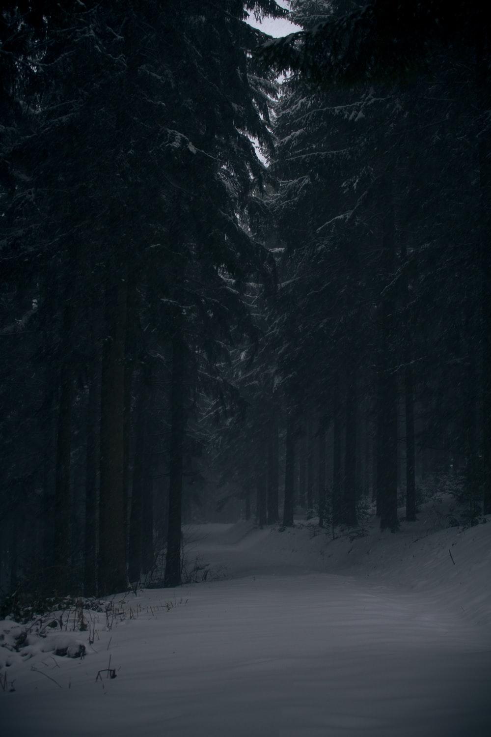 1000x1500 Dark Winter Picture. Download Free Image