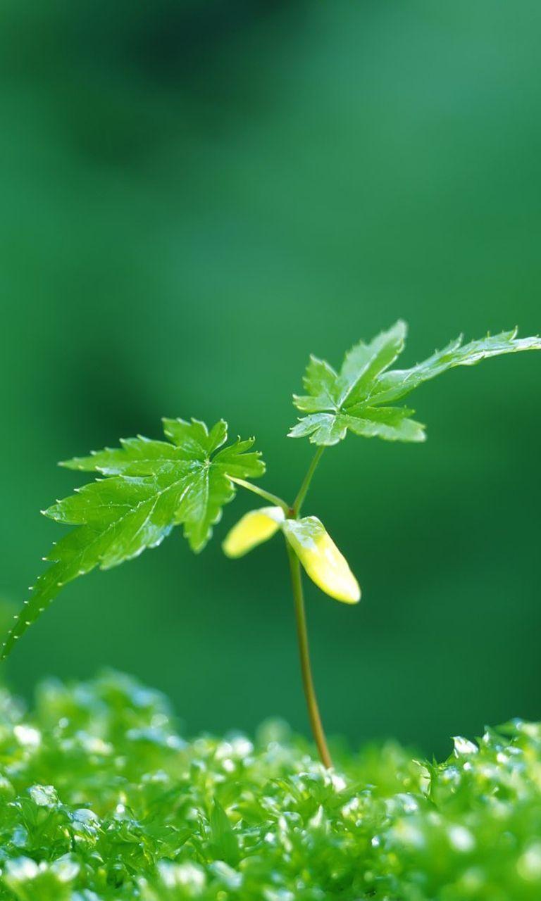 768x1280 nokia lumia wallpaper (2). All Round News (Blogging, Adsense, Earn