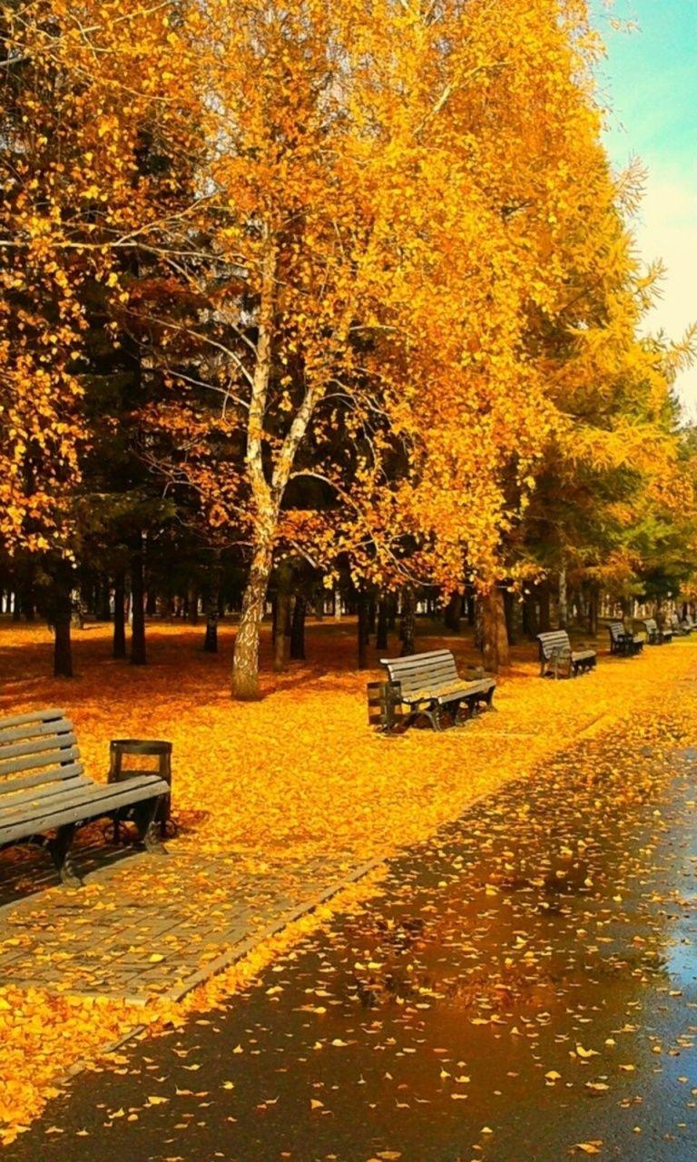 768x1280 Sunny Autumn Day Nokia lumia 920 wallpaper