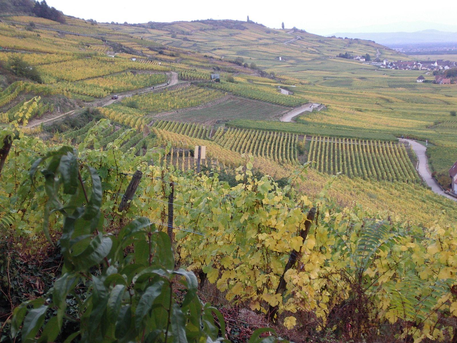 1600x1200 Wine Facts Online: Kinds of Wine: Wine By Region: Europe: France