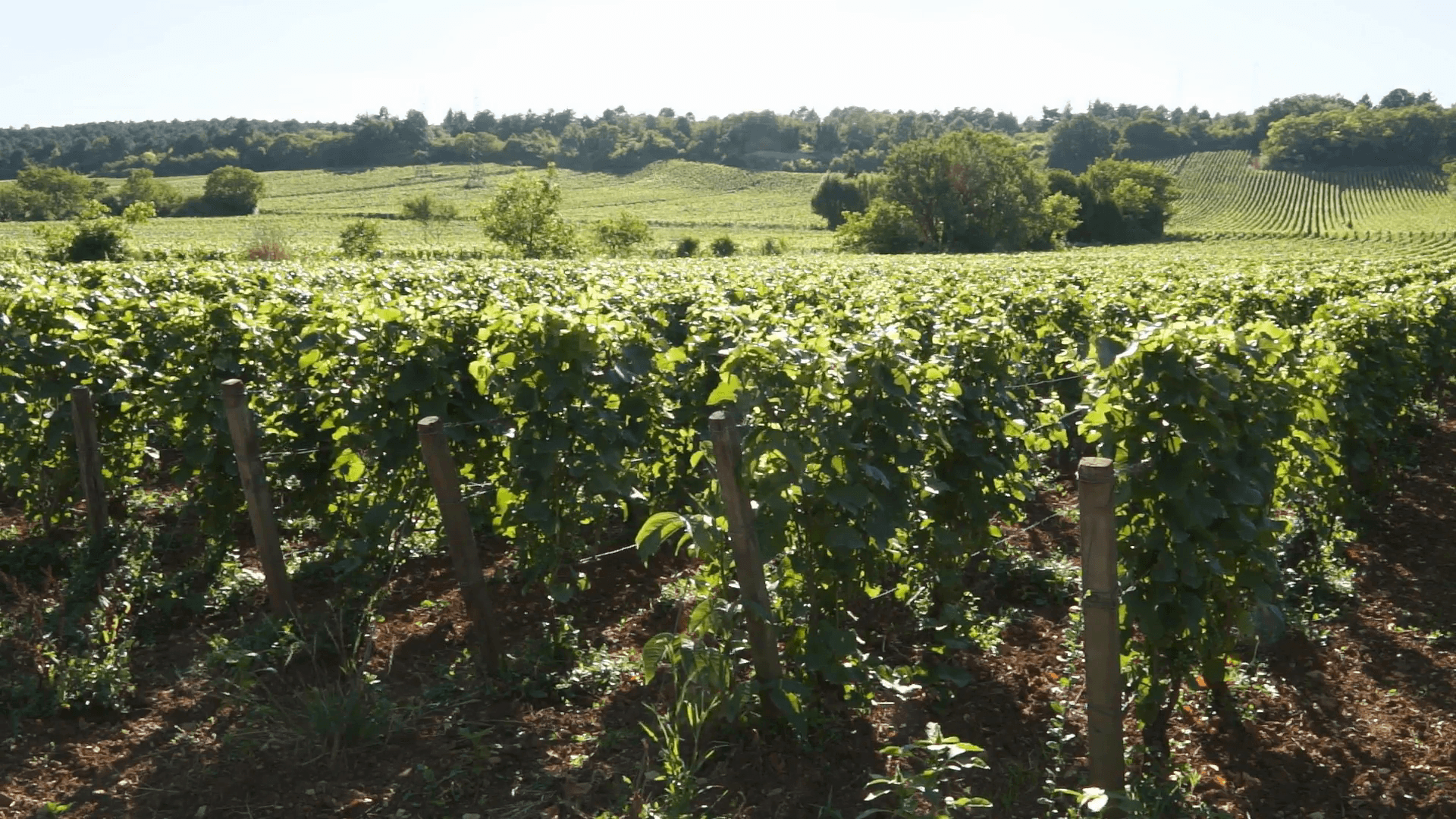 1920x1080 Still shot. Afternoon harsh sun light on France Burgundy vineyard