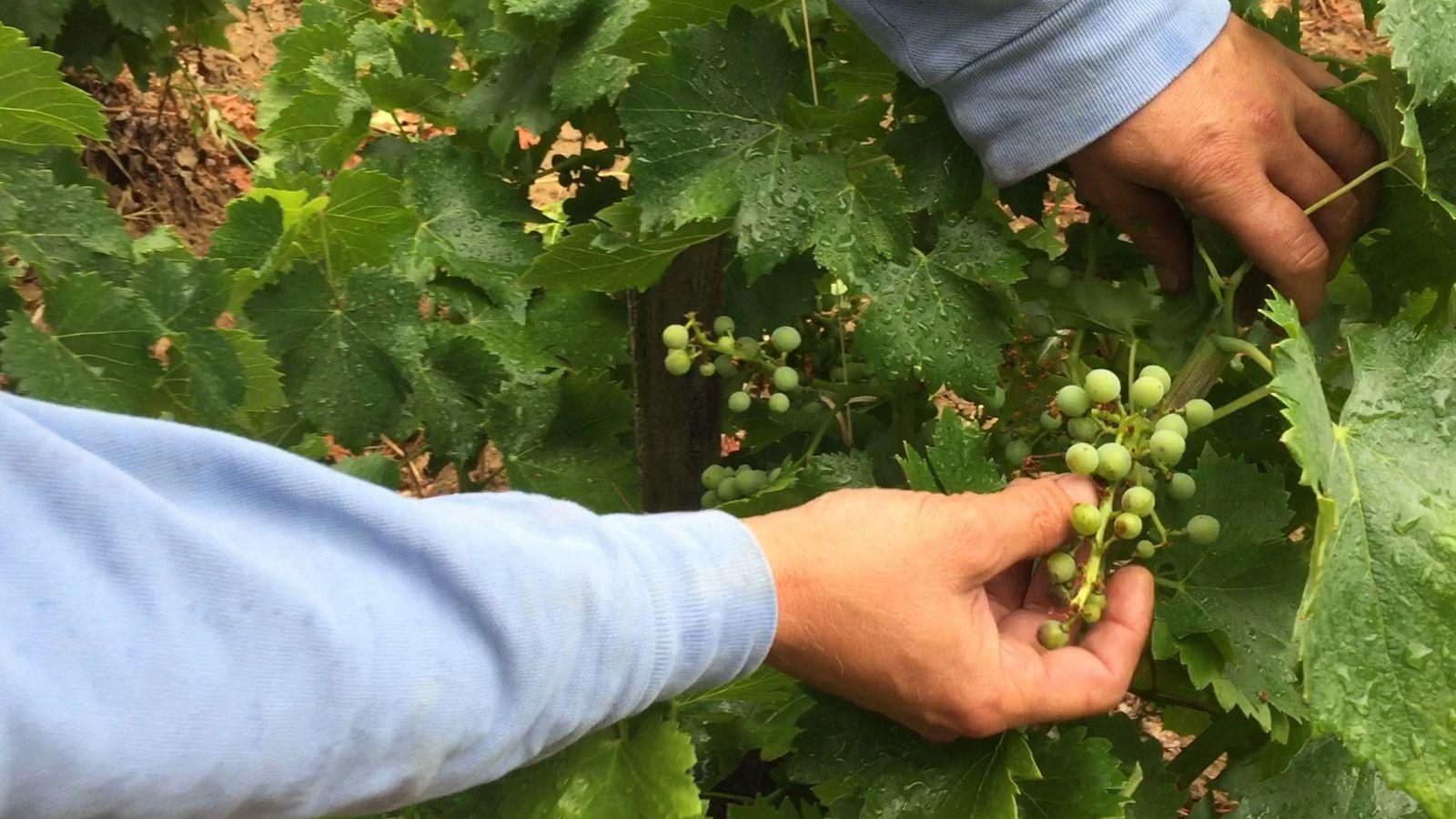 1600x900 Southern Rhône Harvest 2017: Good Things in Small Packages