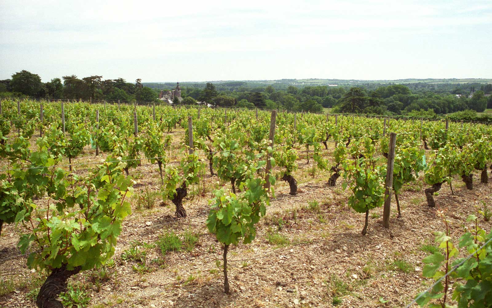 1600x1000 Castles and Wine Make the French Countryside the Most Exquisite