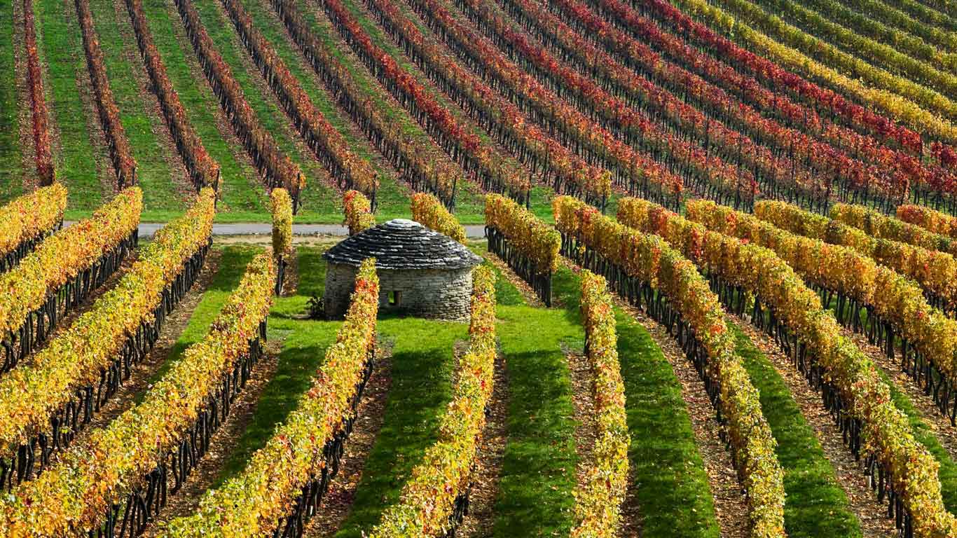 1366x768 Vineyards in Burgundy, France™ Wallpaper Gallery
