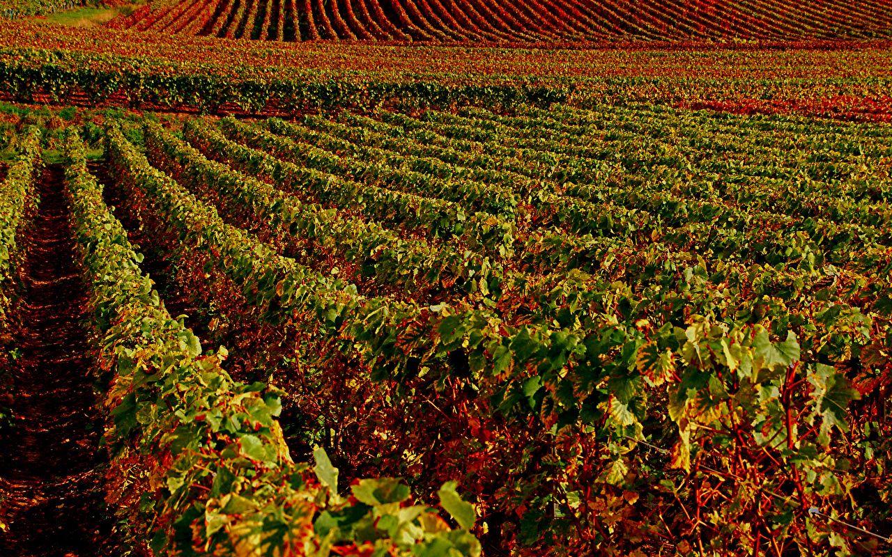 1280x800 Picture France Champagne Vineyards Nature Autumn Fields 1280x800