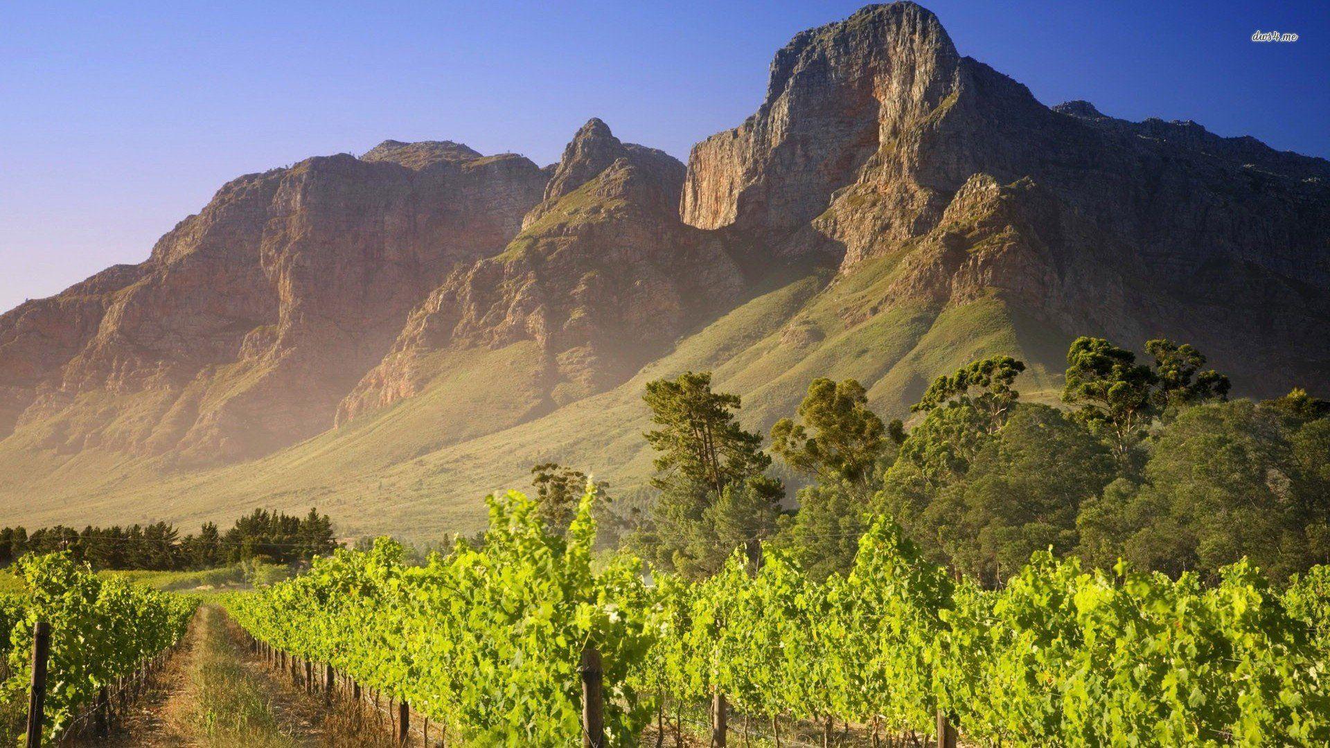 1920x1080 Vineyard Wallpaper