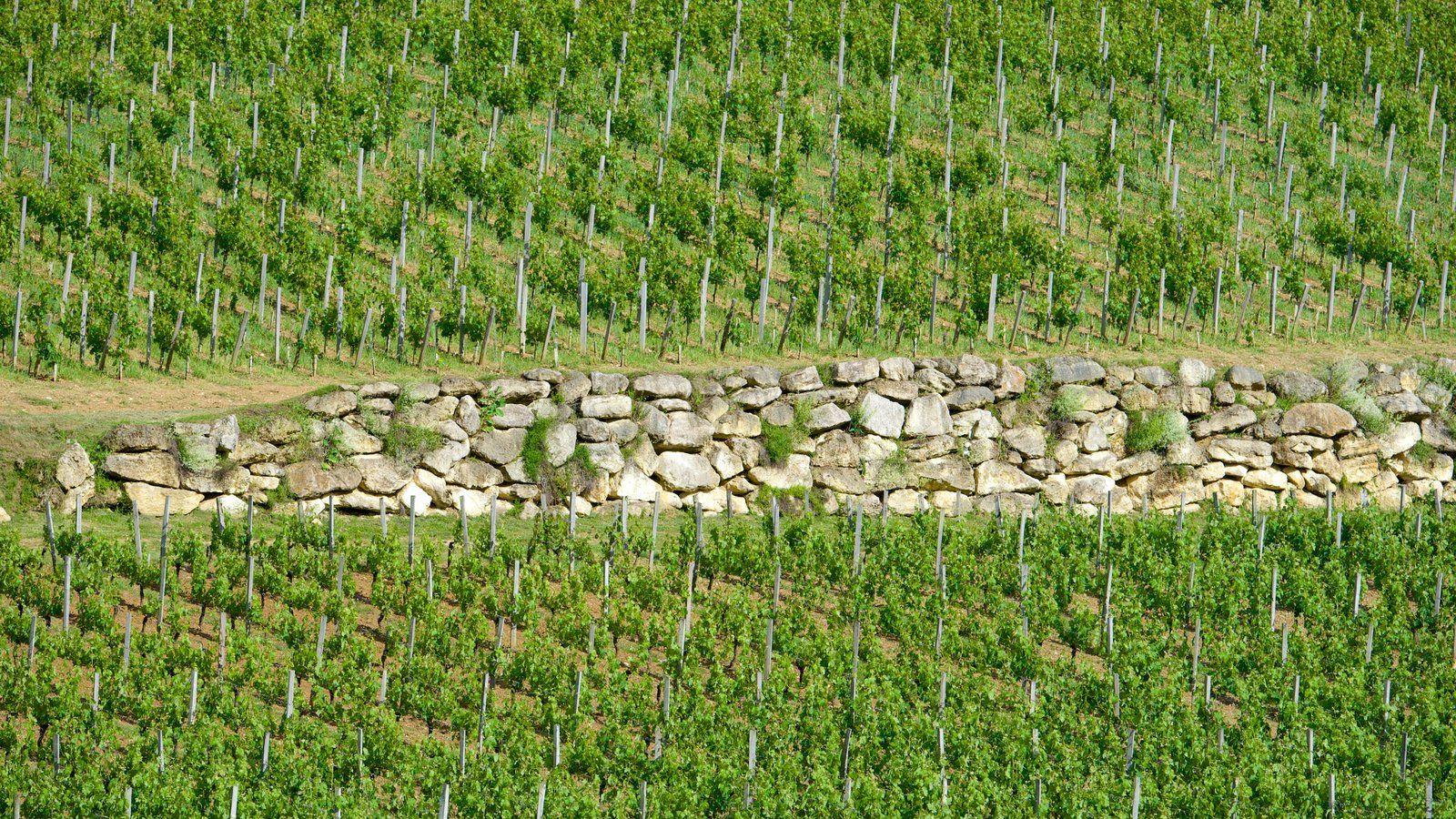 1600x900 Bordeaux Wine Region Picture: View Photo & Image of Bordeaux Wine