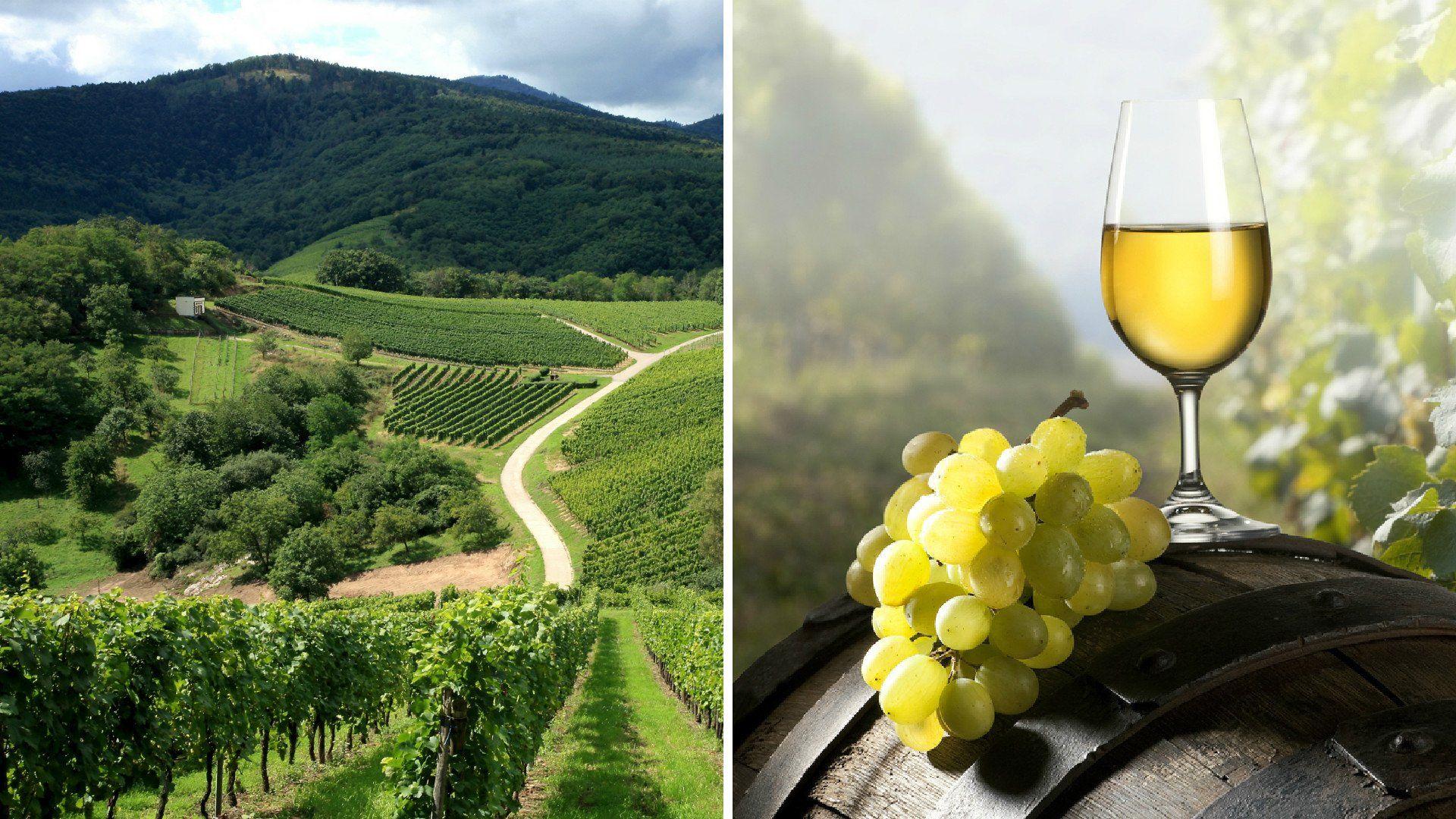 1920x1080 French Vineyard Wallpaper 76986