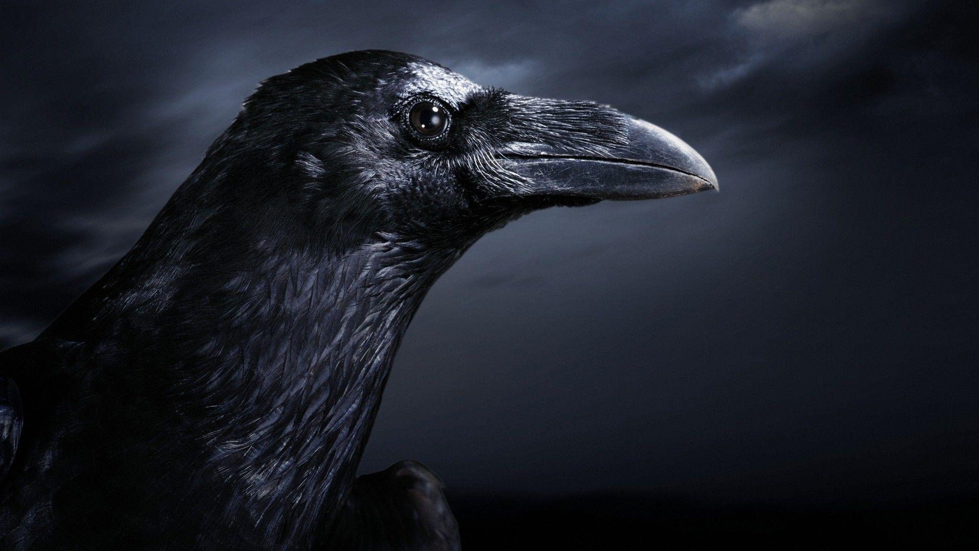 The Crow Wallpapers - Top Free The Crow Backgrounds - WallpaperAccess