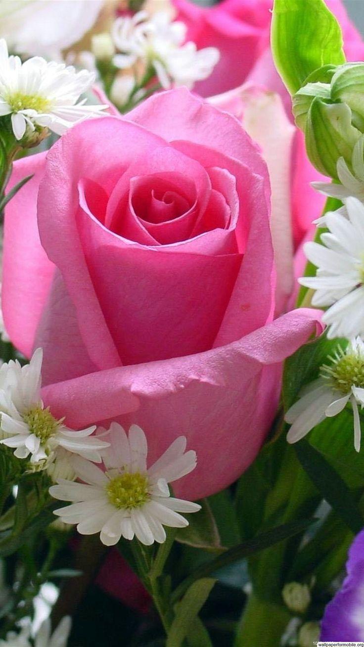 Mobile Rose Wallpapers Top Free Mobile Rose Backgrounds WallpaperAccess