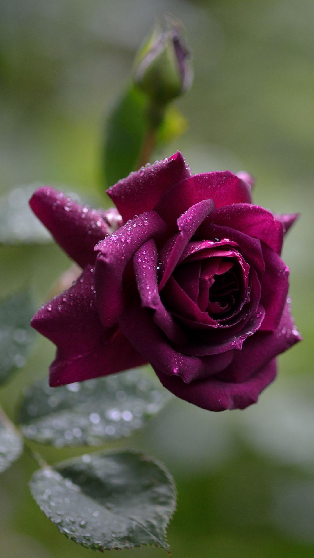 Mobile Rose Wallpapers Top Free Mobile Rose Backgrounds WallpaperAccess