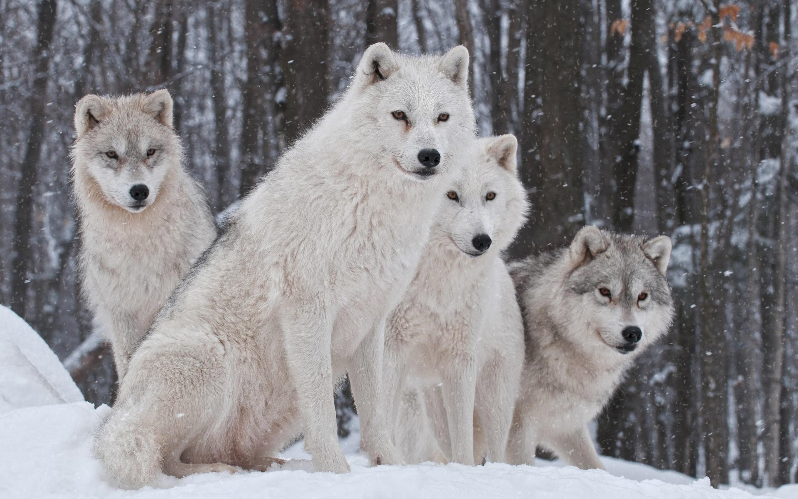 2560x1600 White Snow Wolves Wallpaper​-Quality Free Image and Transparent PNG Clipart