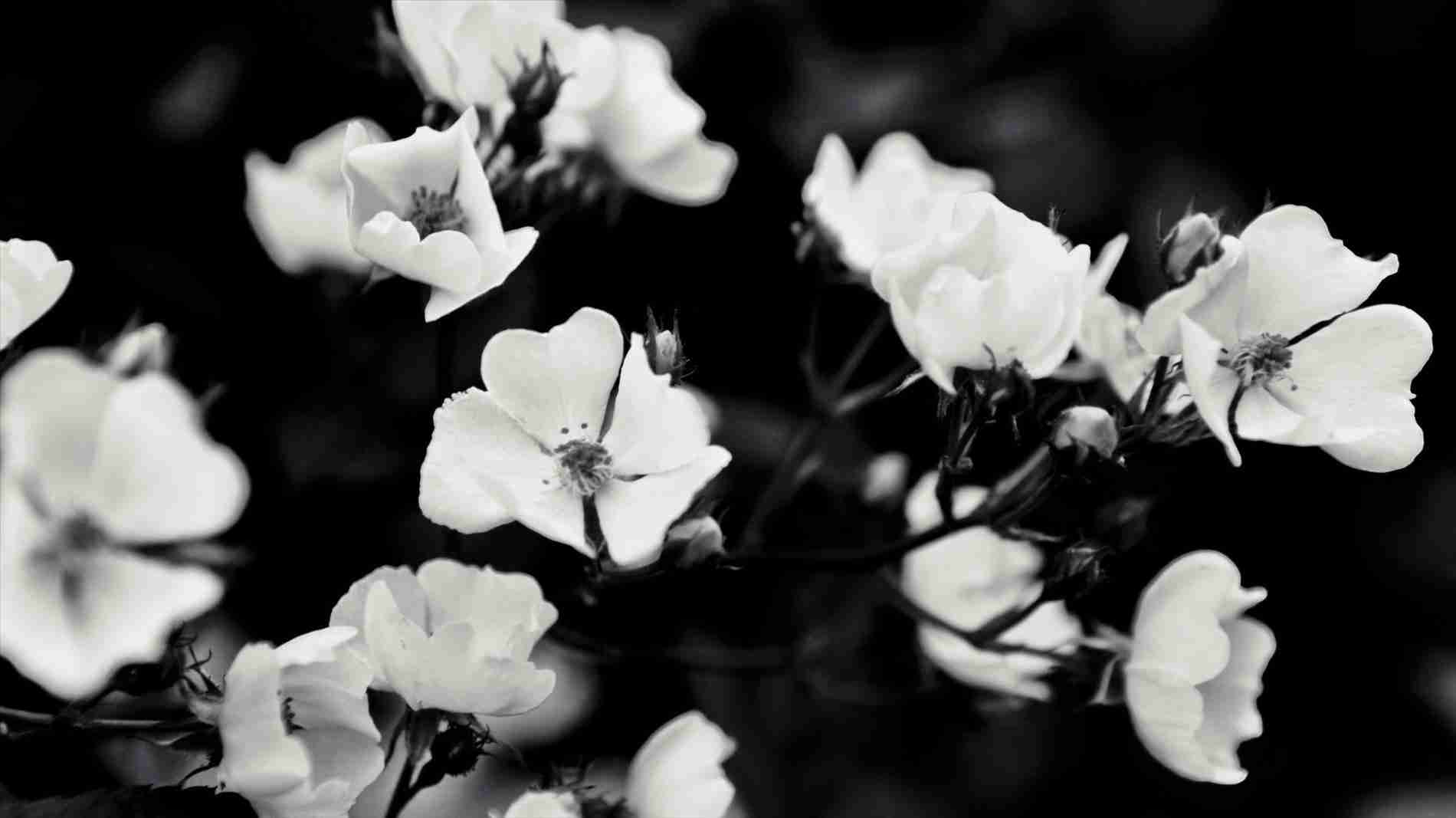 1900x1067 Aesthetic Black And White Desktop Wallpaper