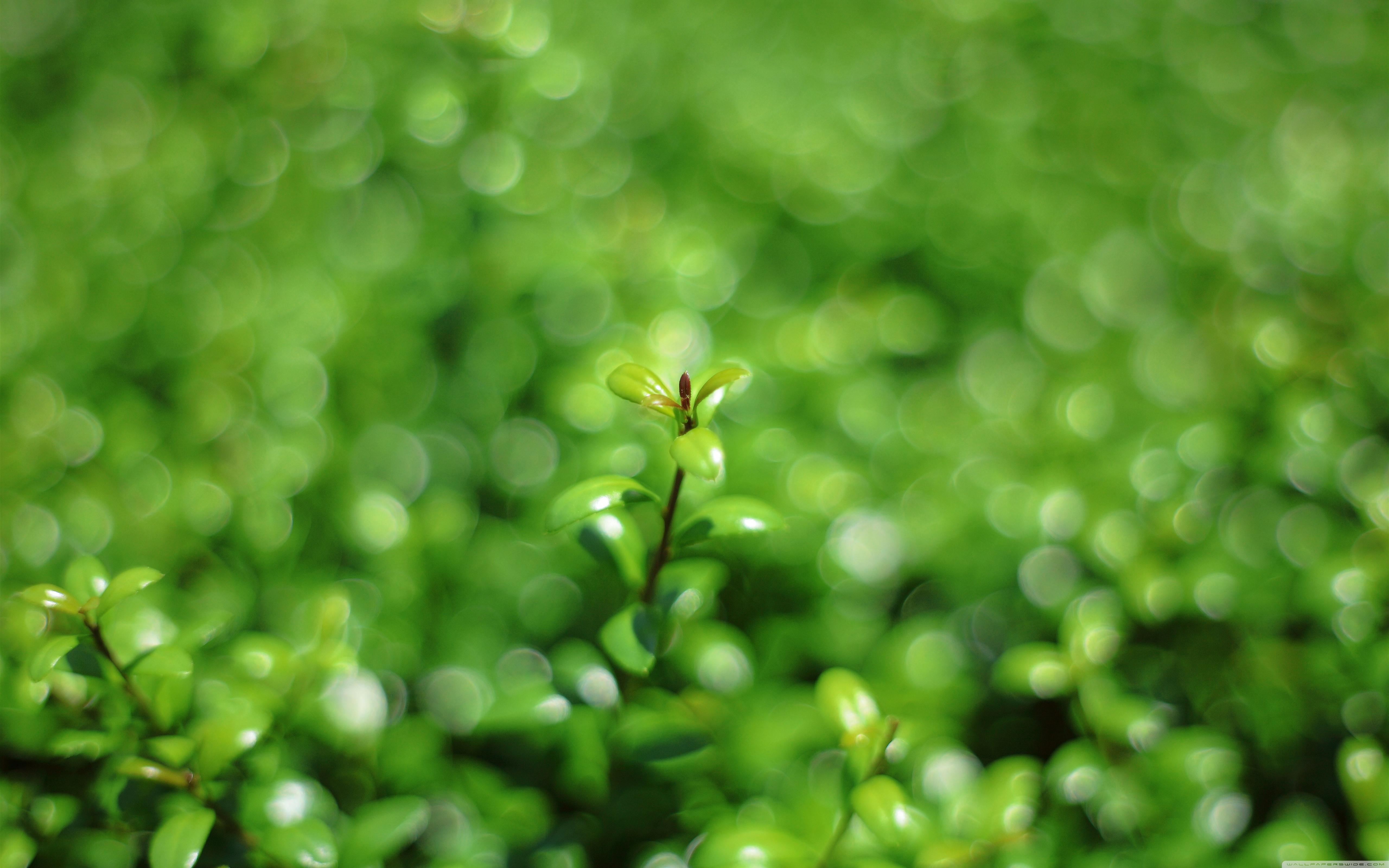 5120x3200 Green Bokeh Ultra HD Desktop Background Wallpaper for 4K UHD TV : Widescreen & UltraWide Desktop & Laptop : Tablet