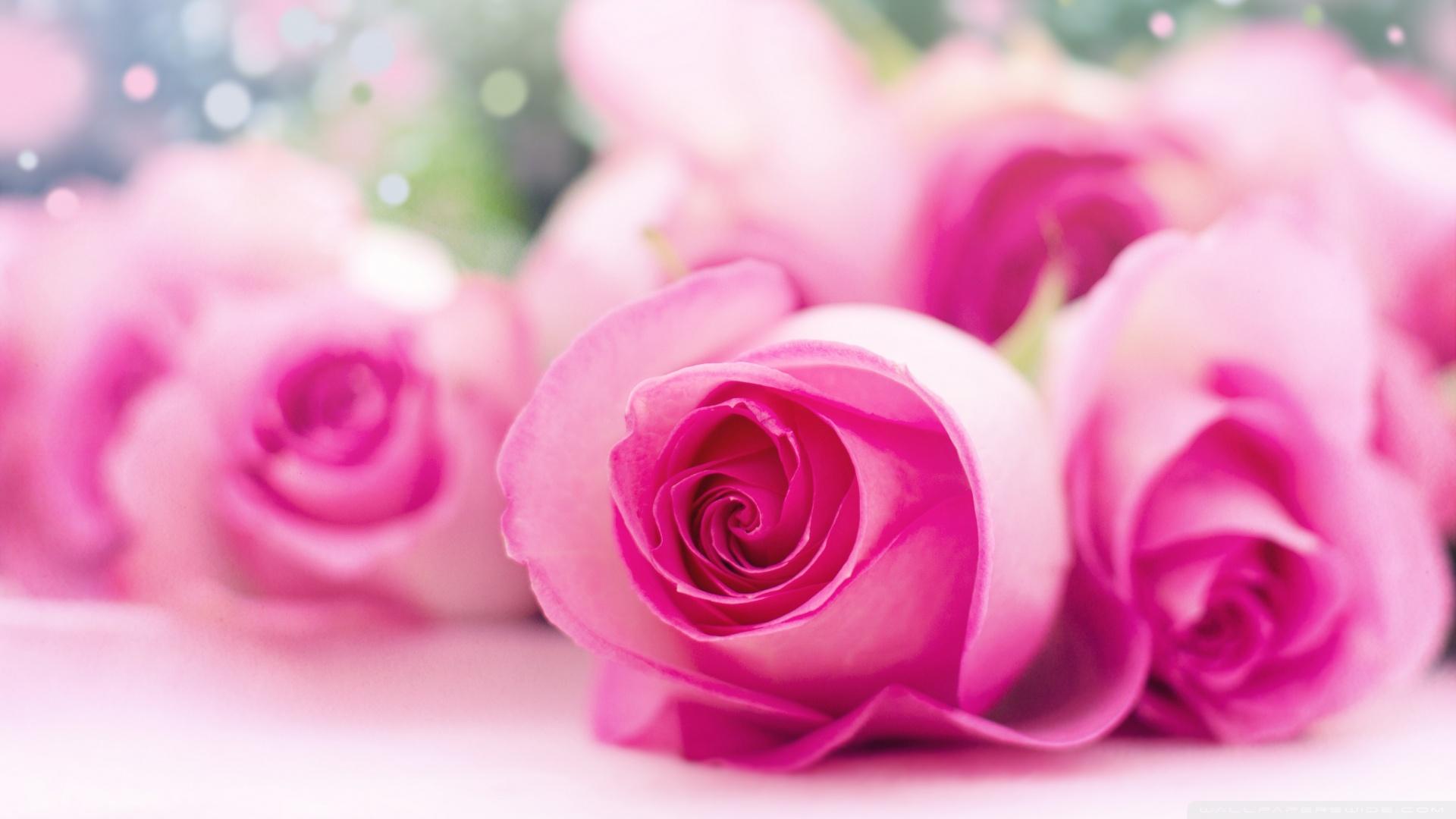 1920x1080 Light Pink Roses Bokeh Ultra HD Desktop Background Wallpaper for 4K UHD TV : Widescreen & UltraWide Desktop & Laptop : Multi Display, Dual Monitor : Tablet