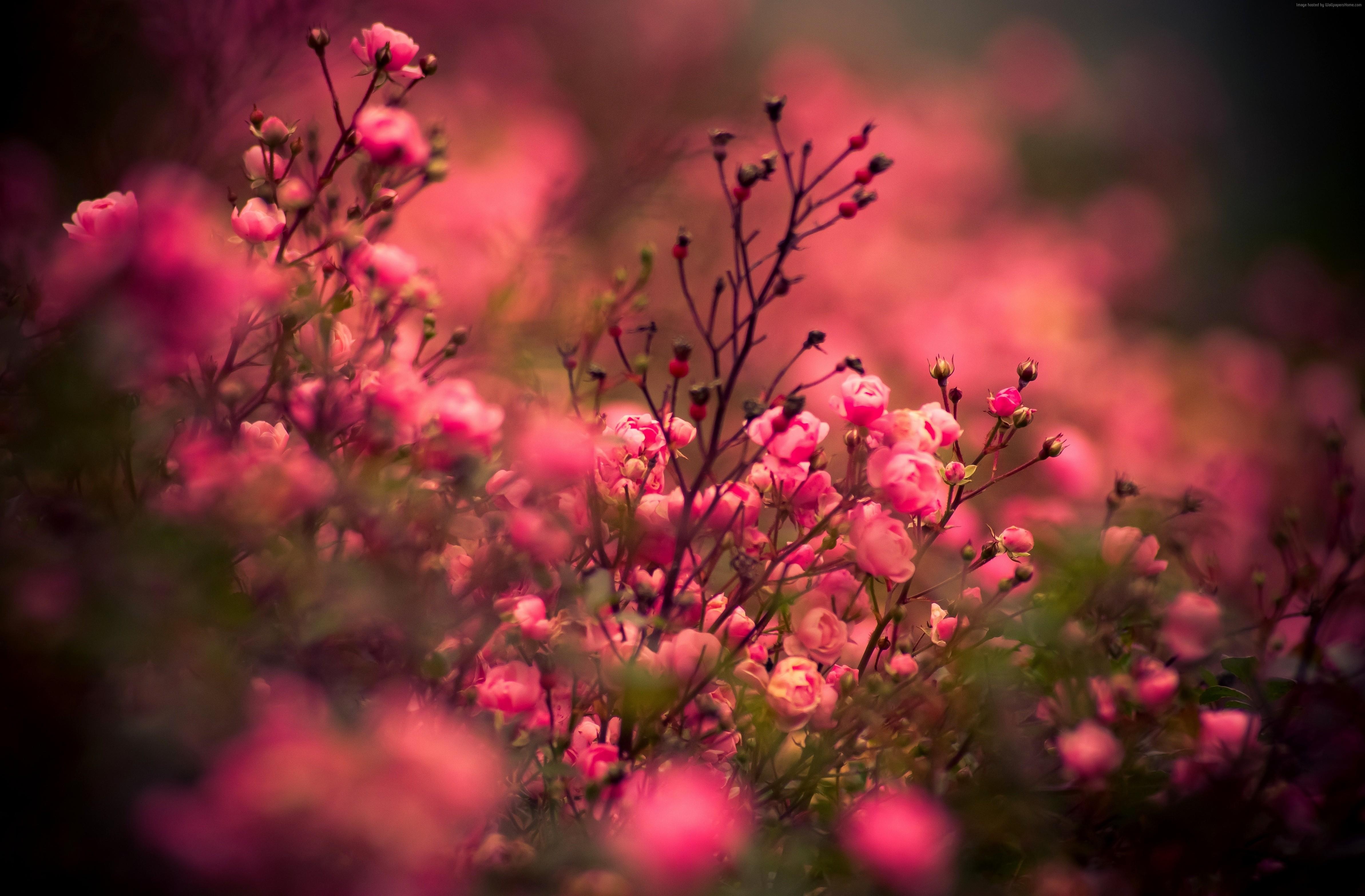 4772x3132 #rose, #bokeh, k, k wallpaper, #pink HD Wallpaper