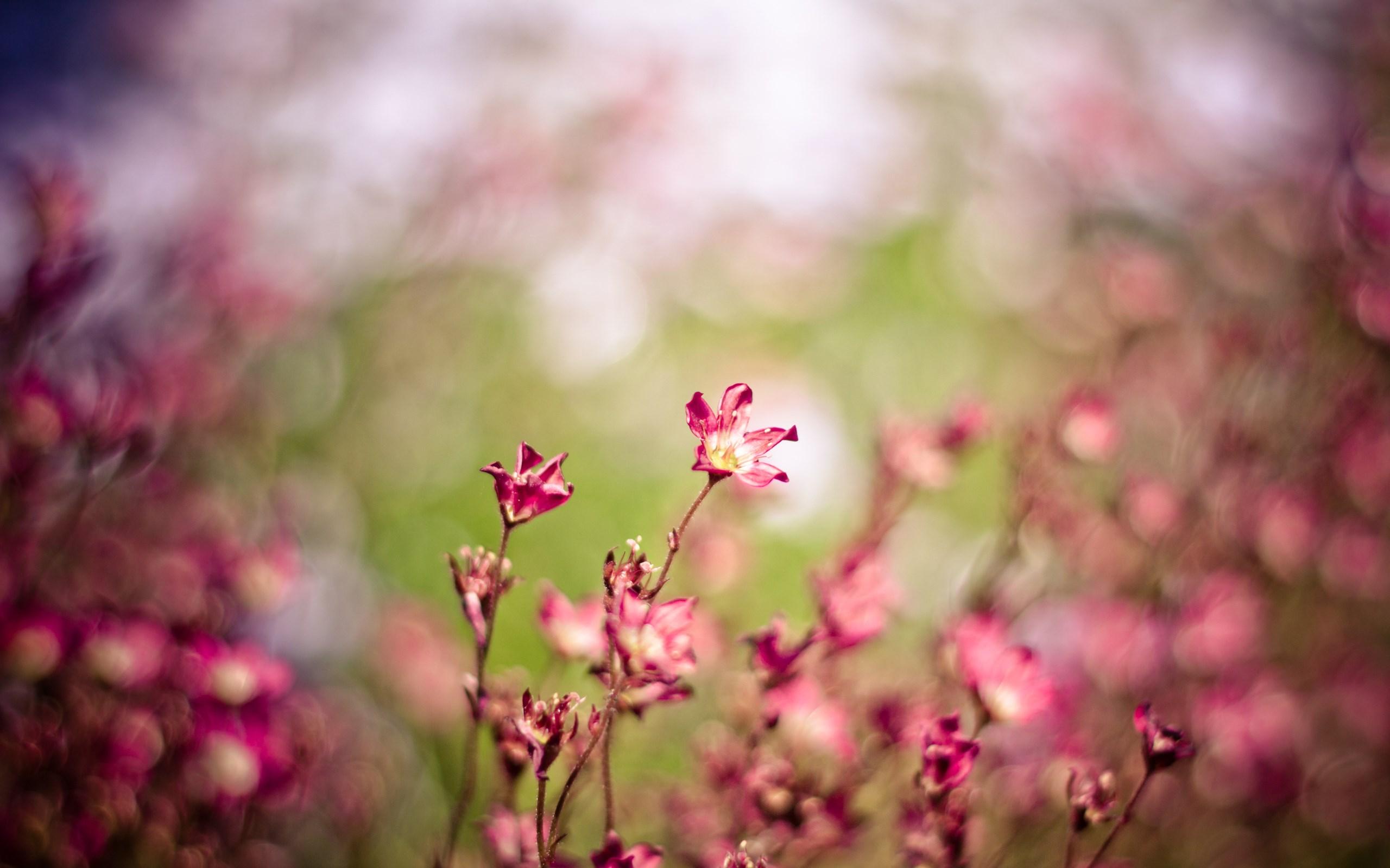 2560x1600 Pink Flowers Bokeh Nature