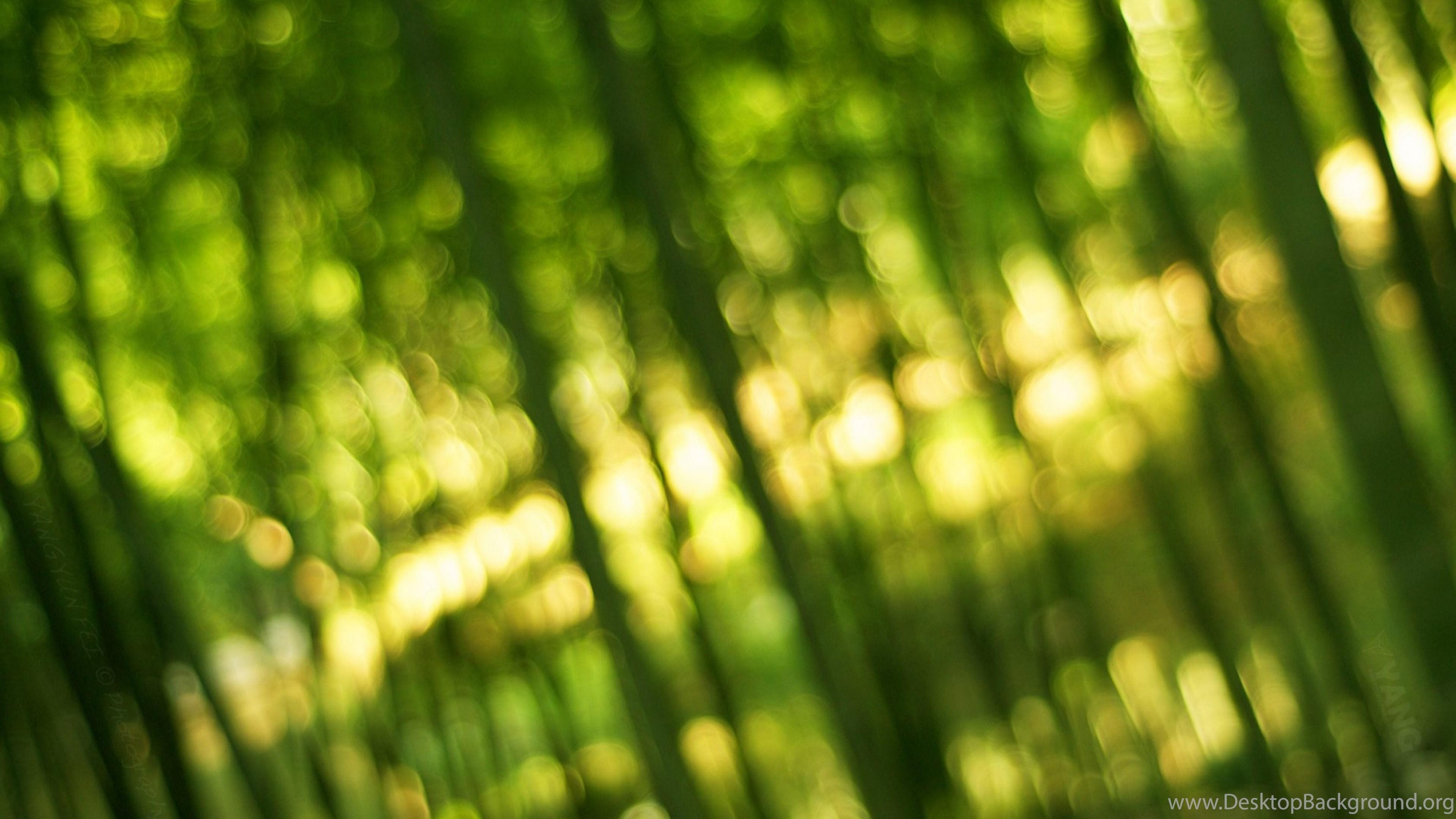 3840x2160 Download Wallpaper 3840x2400 Bamboo, Green, Light, Bokeh Ultra HD. Desktop Background