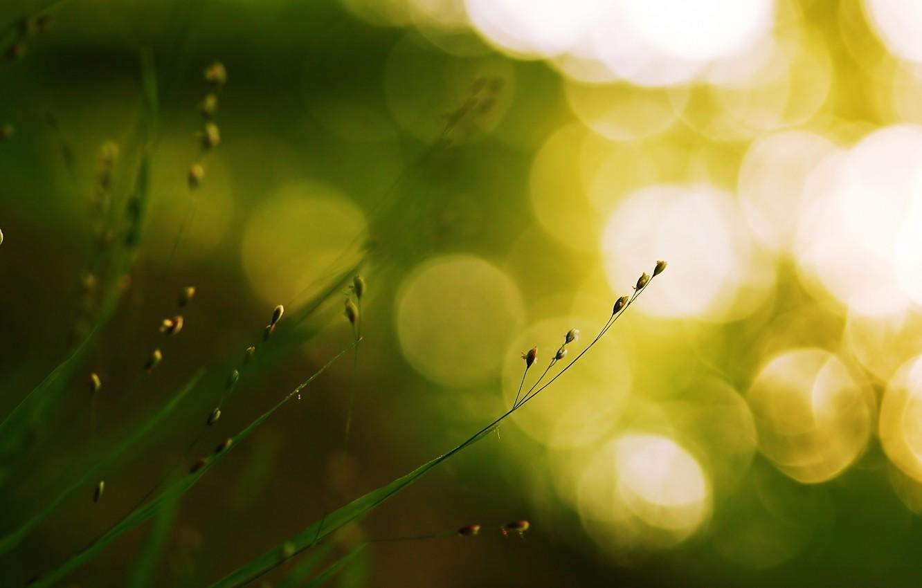 1332x850 Wallpaper greens, grass, macro, light, nature, glare, green, plant, grass, bokeh image for desktop, section макро
