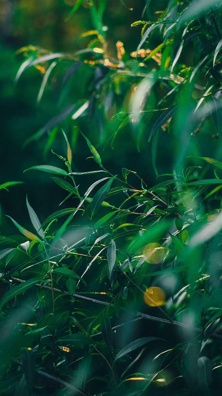 750x1334 Leaf Green Bokeh Summer Nature iPhone 8 Wallpaper Free Download