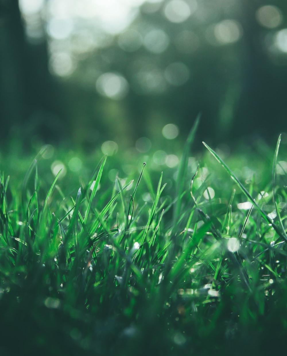 1000x1239 1K+ Green Bokeh Picture. Download Free Image