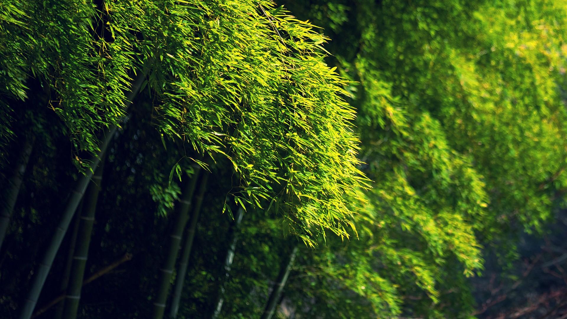1920x1080 Bamboo Green Trees bokeh wallpaperx1080