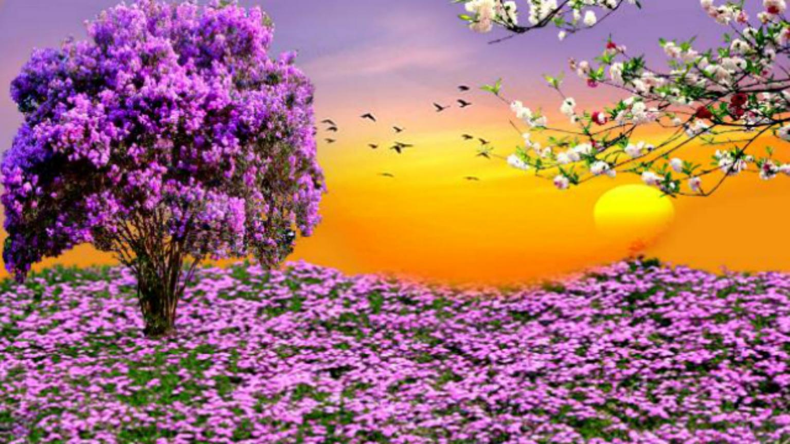 1536x864 Free download Nature Spring Purple Flowers Garden Sunset HD Wallpaper For Desktop [1920x1080] for your Desktop, Mobile & Tablet. Explore Spring HD Wallpaper. Spring Picture For Wallpaper, Spring Desktop