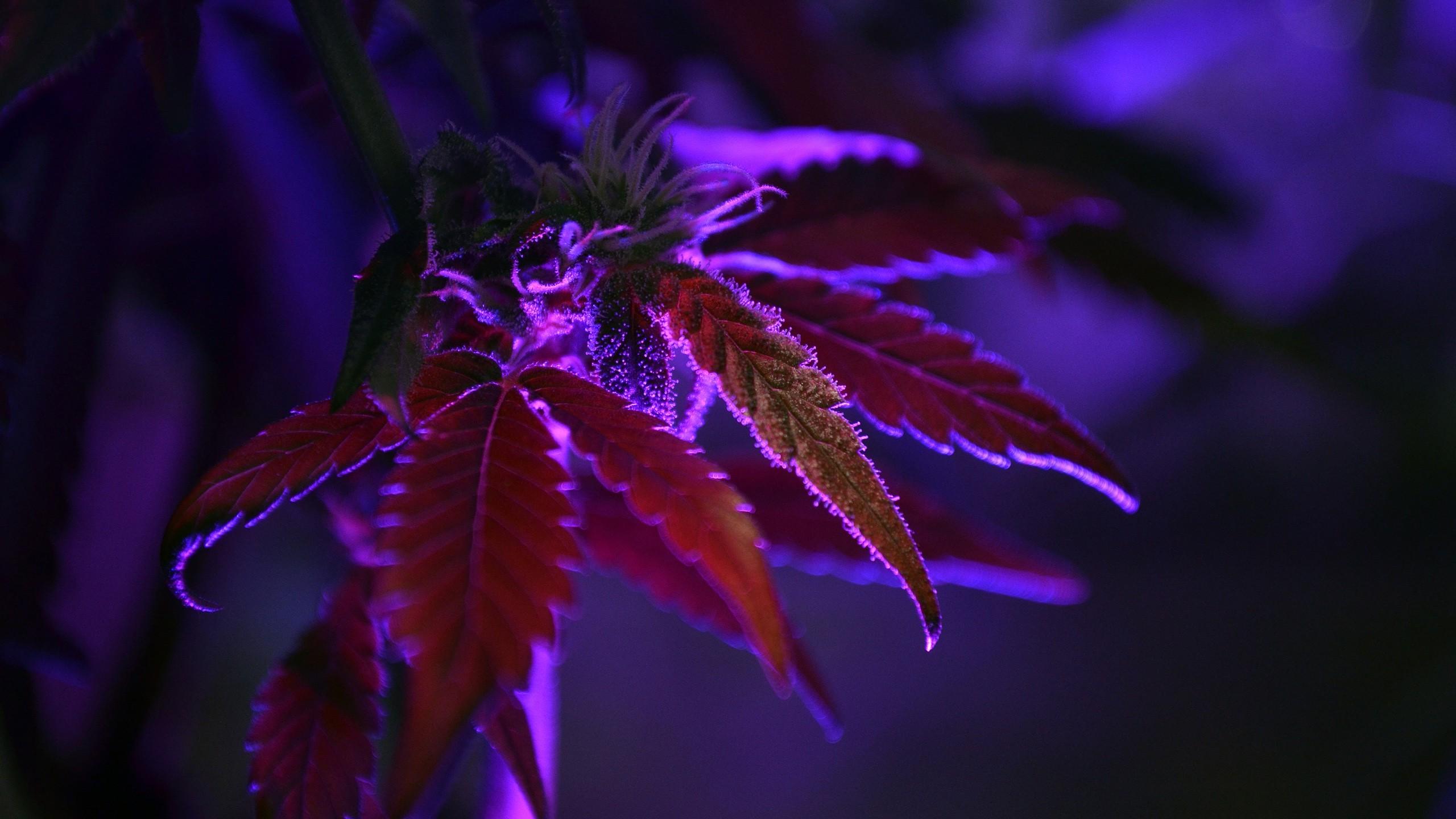 2560x1440 cannabis, Purple, Nature, Dark, Plants, Leaves, Macro, Depth Of Field Wallpaper HD / Desktop and Mobile Background