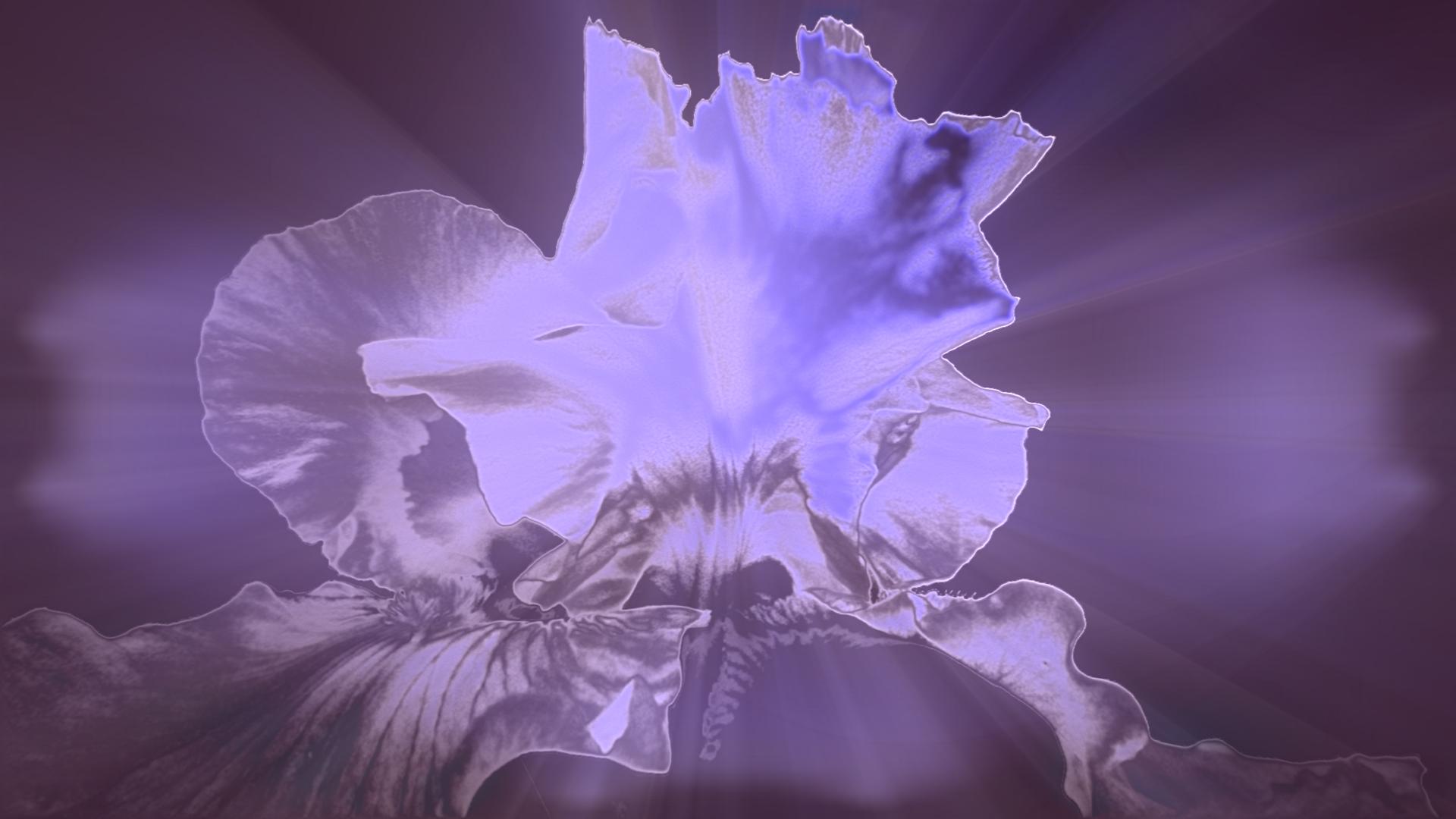 1920x1080 of Purple 4K wallpaper for your desktop or mobile screen