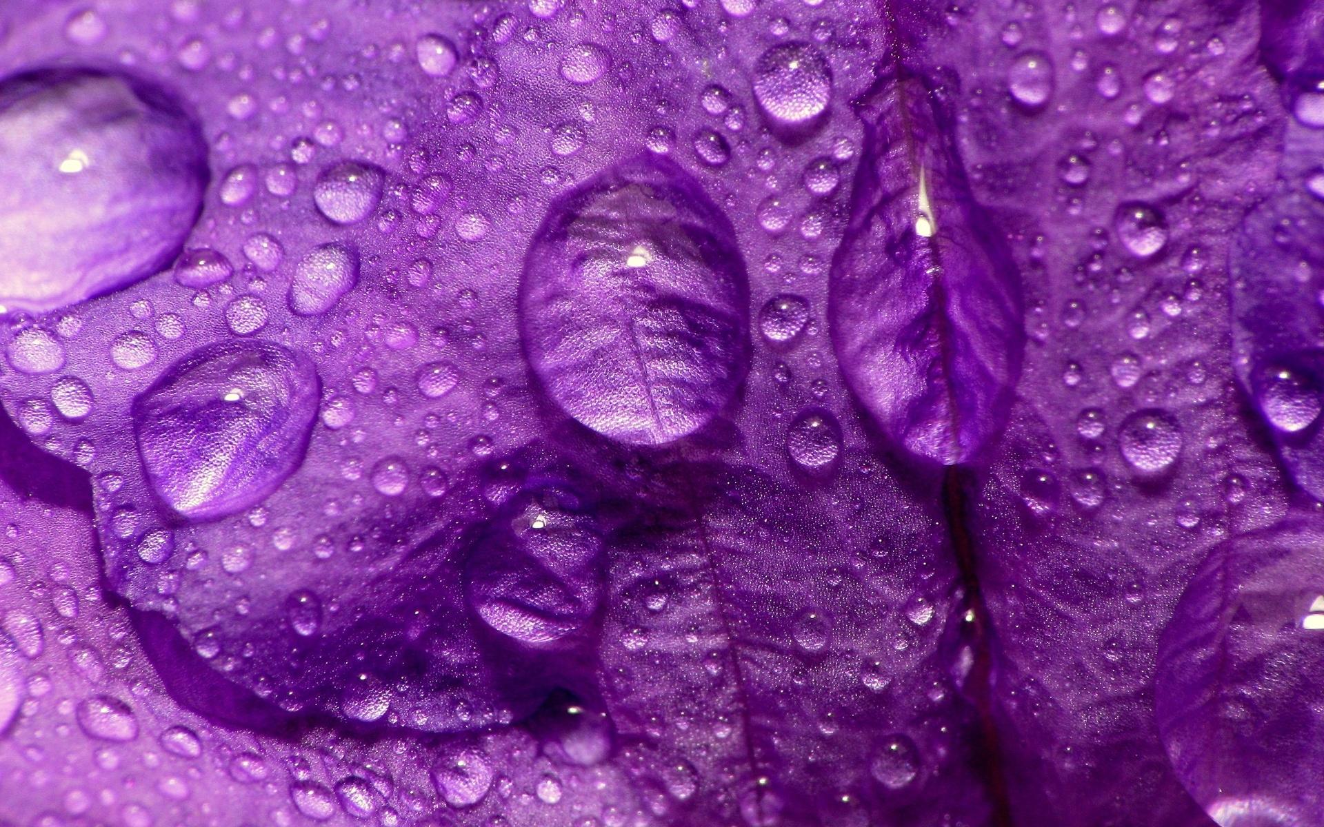 1920x1200 purple wet water drops macro flower petals 1920x1200 wallpaper