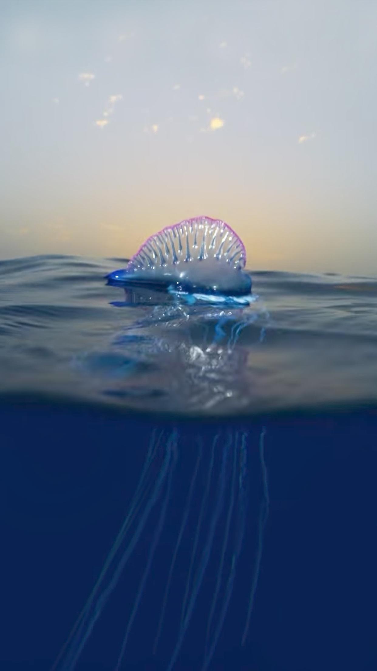 1242x2208 Blue Planet II