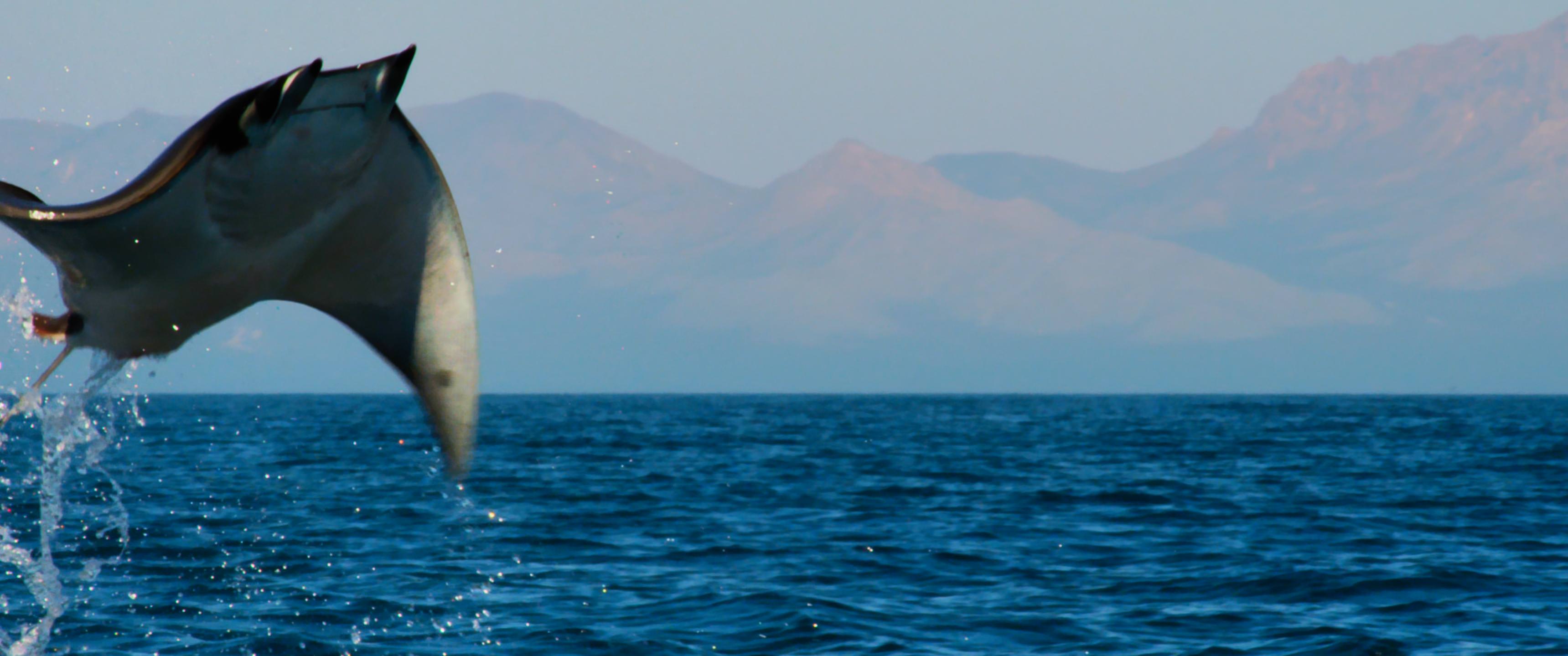 3439x1439 Animal, Dolphin, Mammal, Sea Life resized