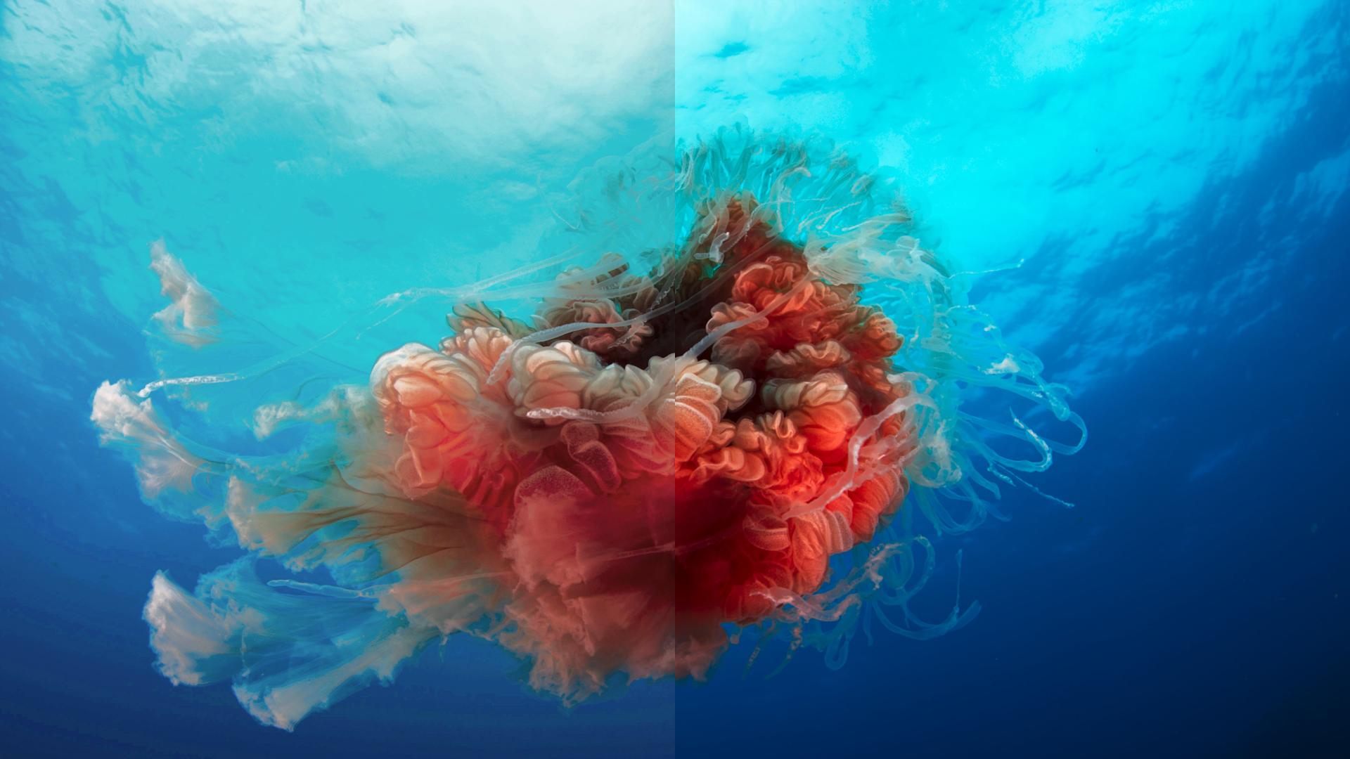 1920x1080 Blue Planet 2 will be available in 4K HDR for the first time on BBC iPlayer