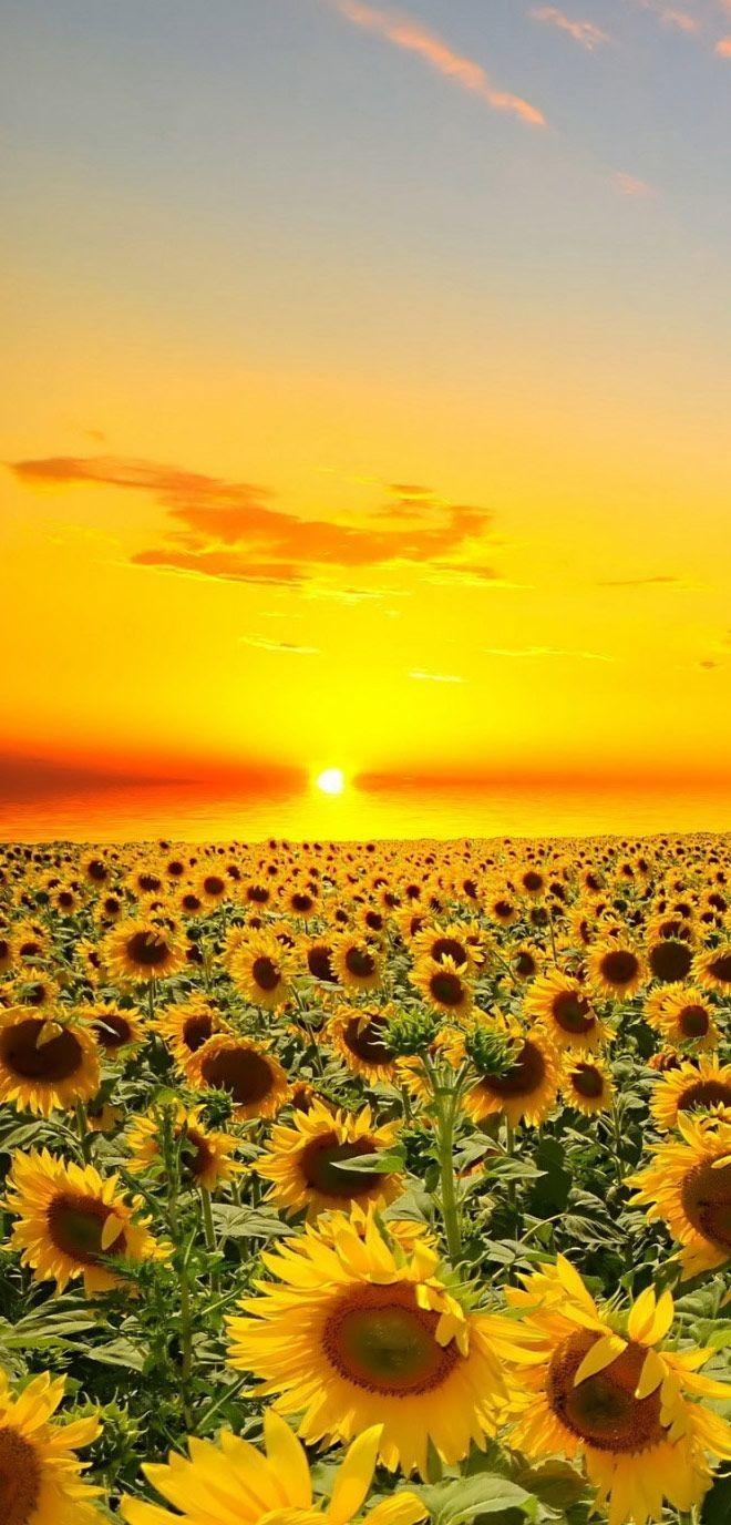 660x1376 Sunset Flowers Sunsets Nature Sky Fullscreen Wallpaper Lovely
