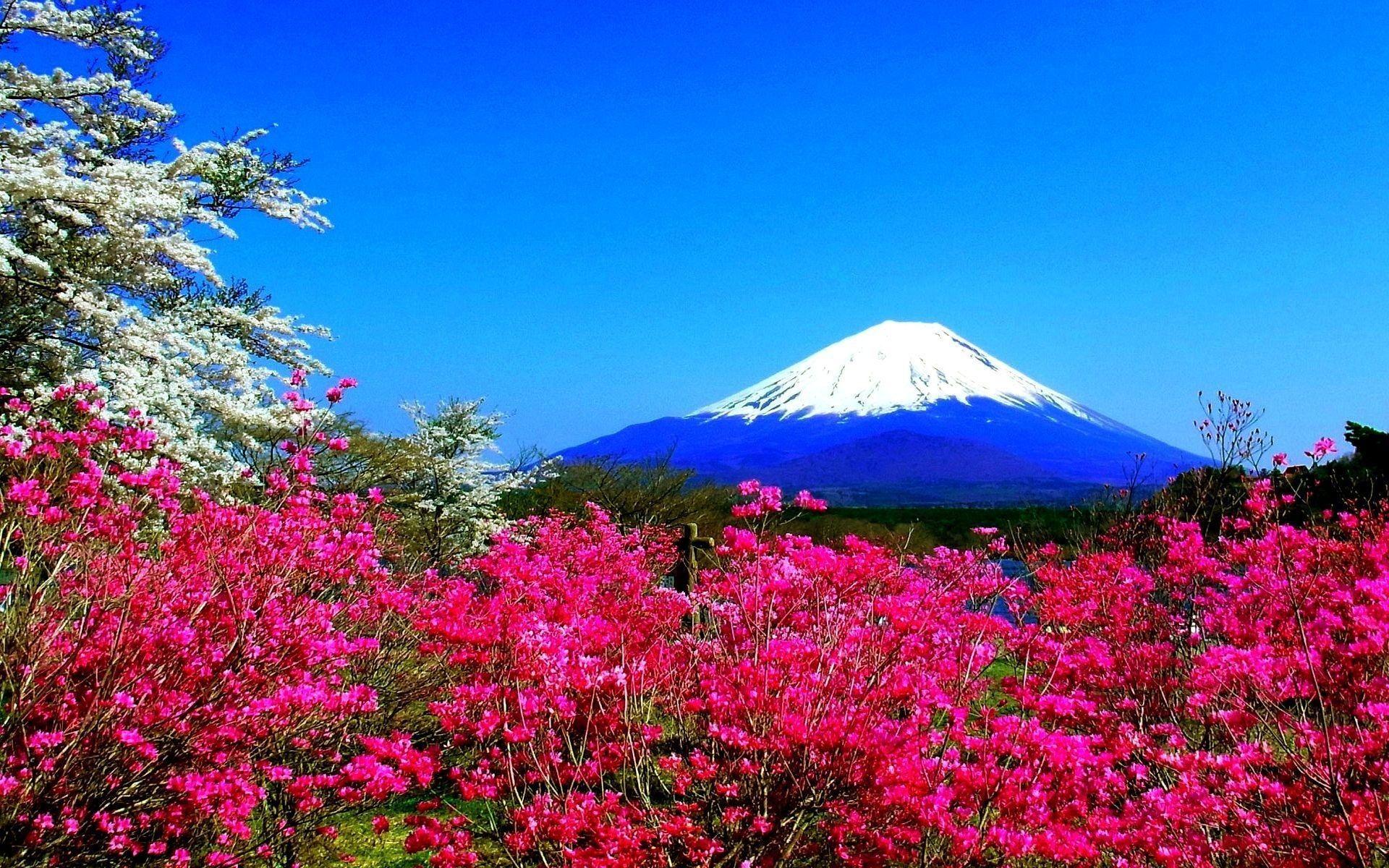 1920x1200 Japanese Time Garden Spring Nature Fullscreen Wallpaper Elegant HD