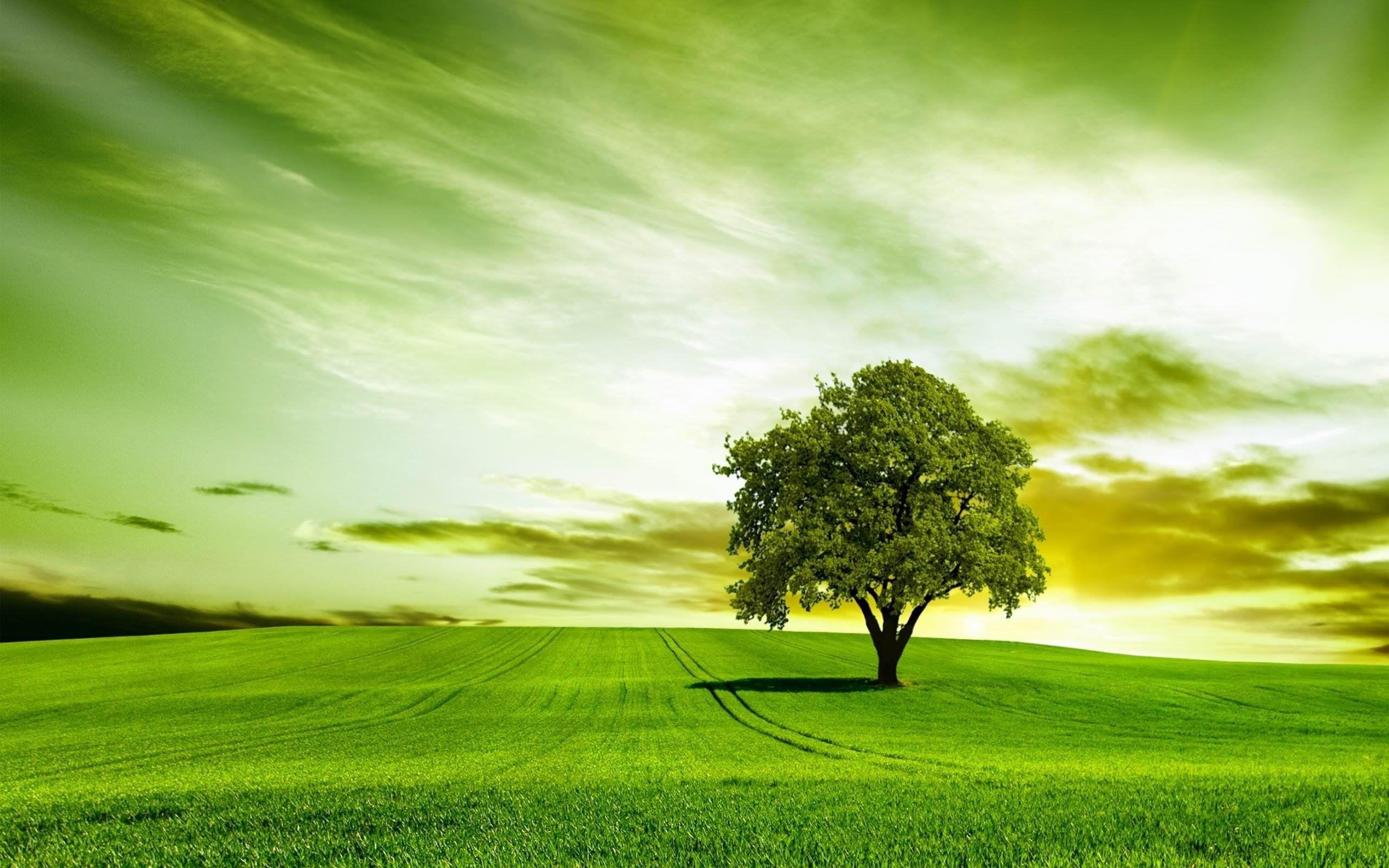 2560x1600 Years Old Tree Fields Nature Austria Fullscreen Wallpaper Beautiful