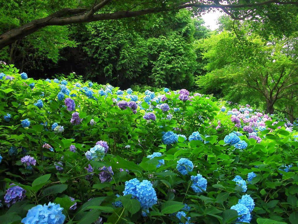 1024x768 Flower Garden Art Wallpaper