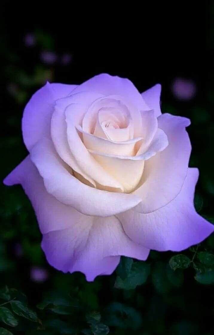 716x1119 chamarichobdee on Twitter. Beautiful rose flowers, Most beautiful flowers, Beautiful roses