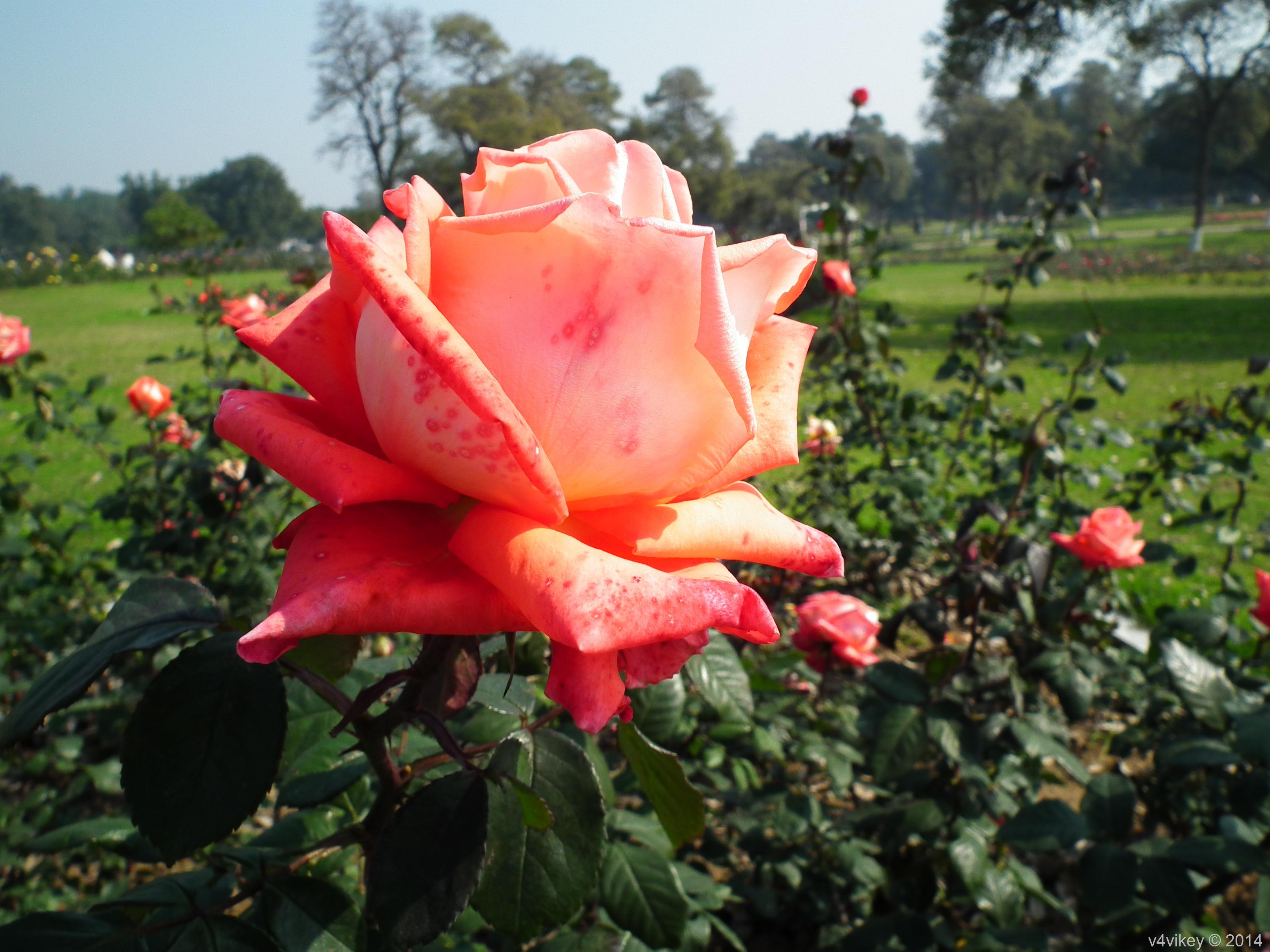 3648x2736 Orange Color Rose Flower Tea Rose
