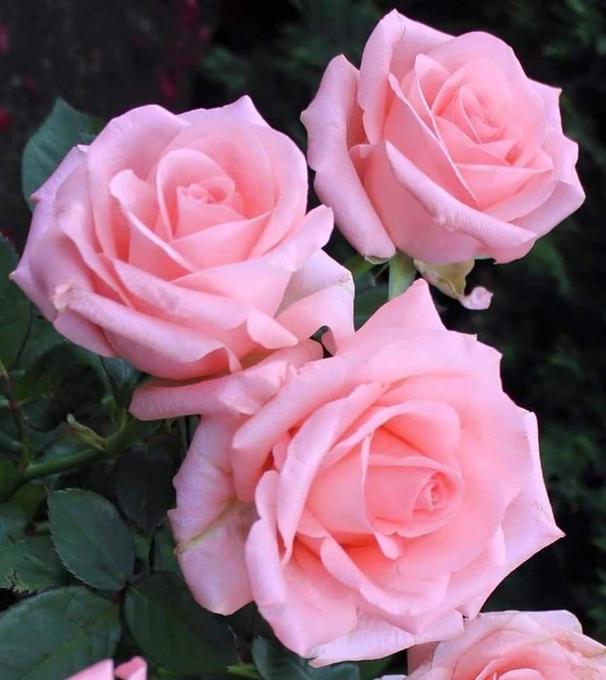 855x960 1. A. File General. Beautiful rose flowers, Beautiful flowers wallpaper, Beautiful pink roses