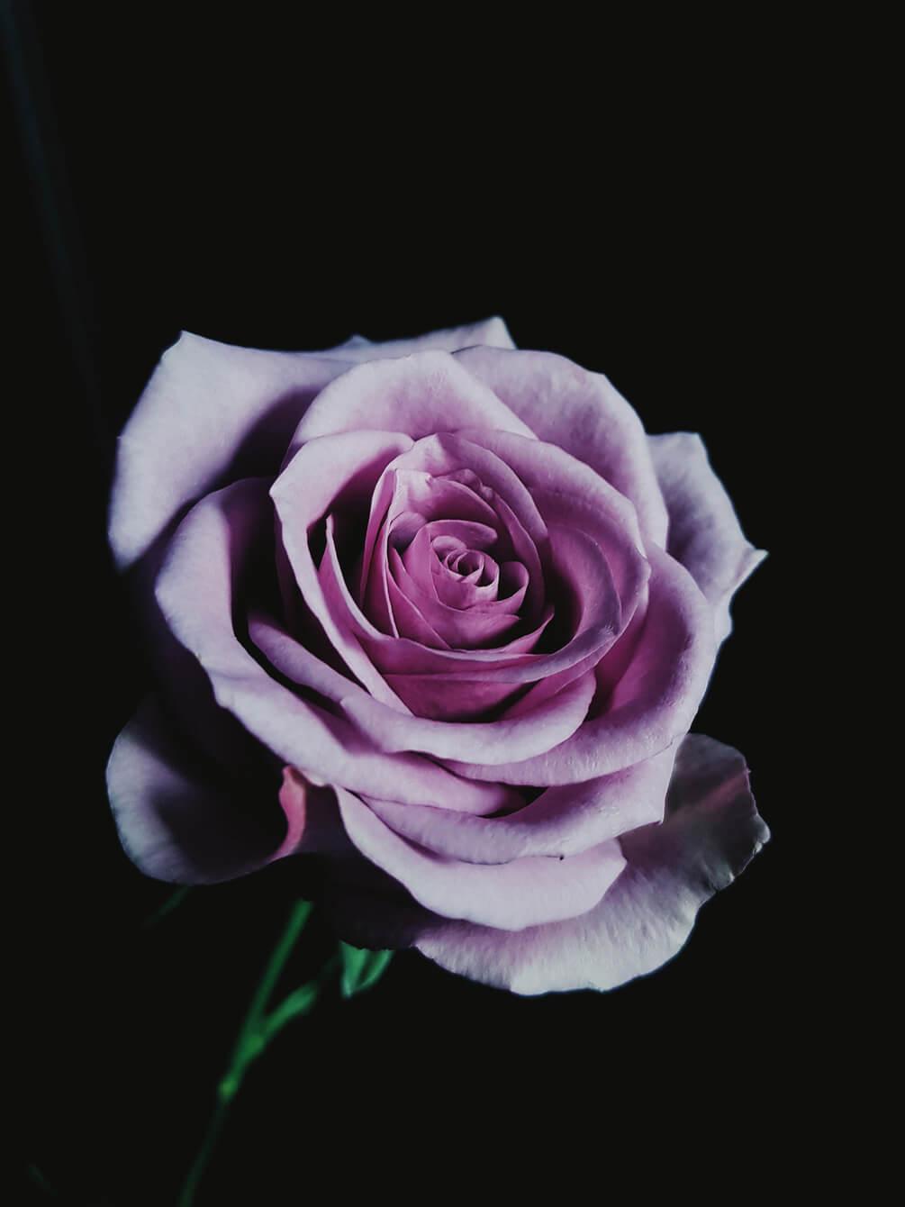 1005x1340 Floral Wallpaper Flower, garden roses and rose