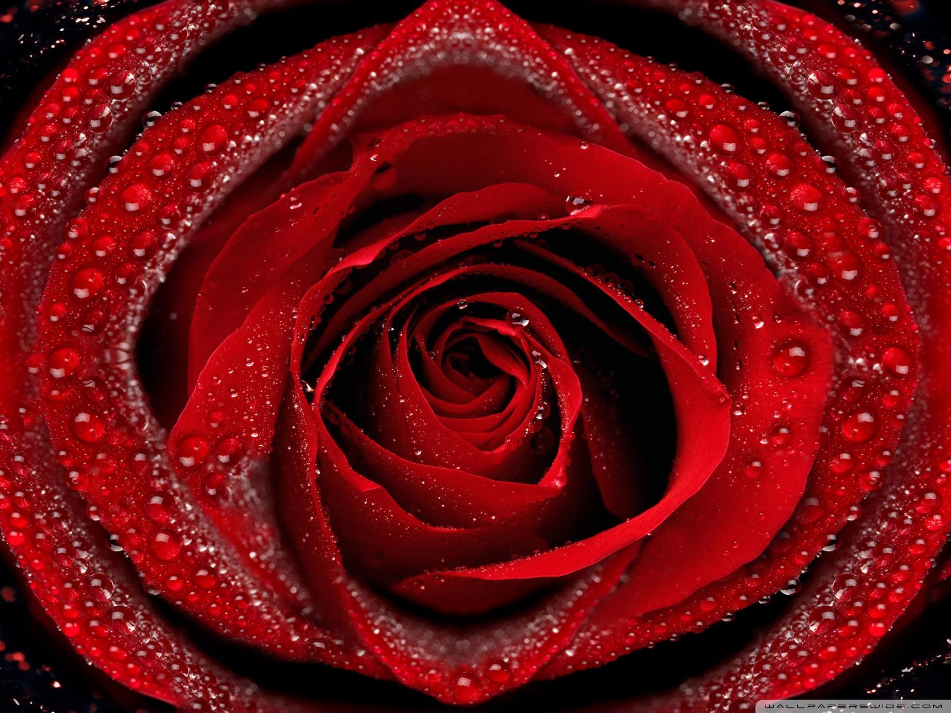 1920x1440 red rose wallpaper for mobile, rose, garden roses, red, water, flower, rose family, petal, hybrid tea rose, close up, plant