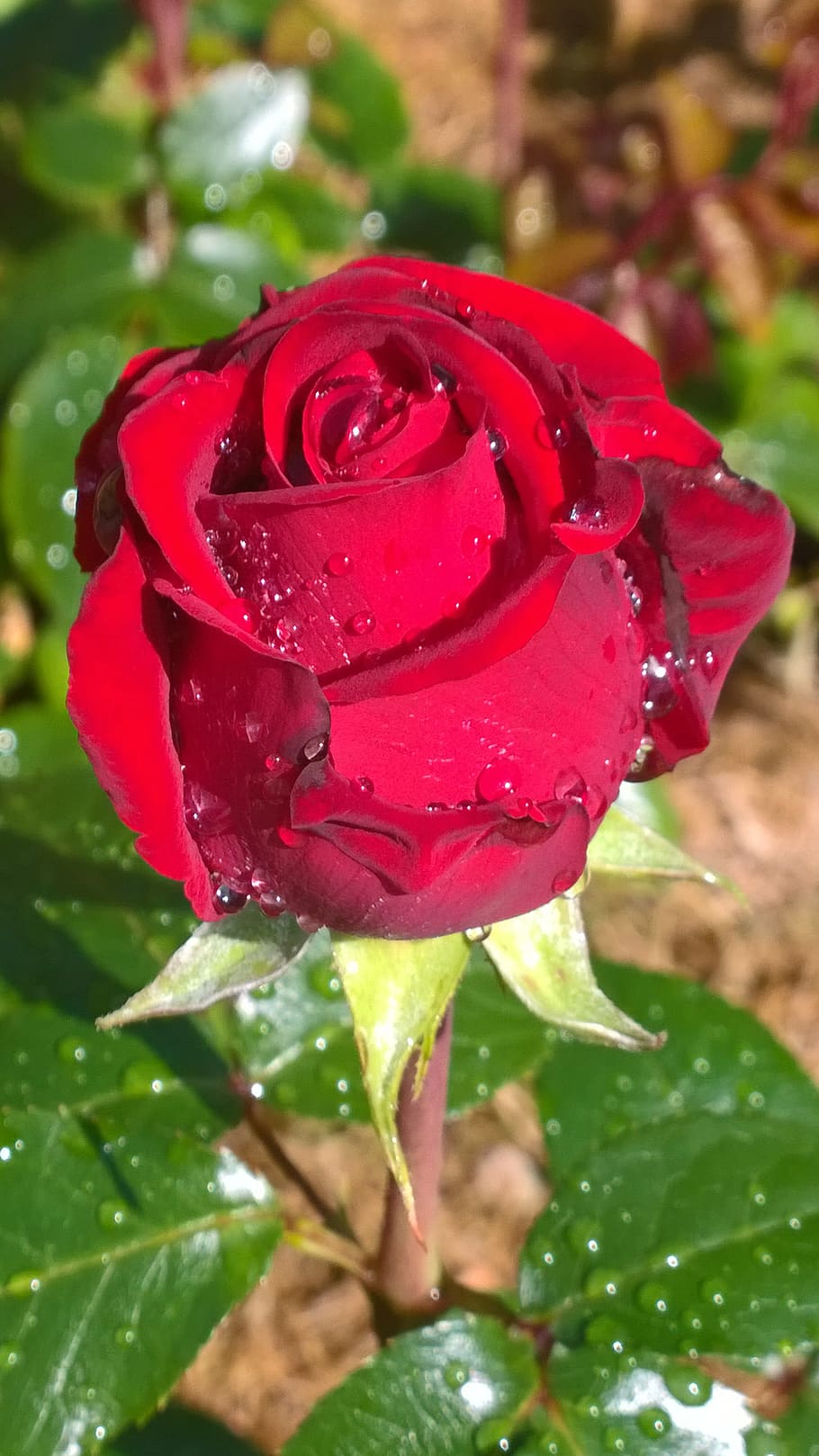 910x1618 rain rose wallpaper, flower, garden roses, flowering plant, rose, petal, floribunda, julia child rose, red, hybrid tea rose, pink
