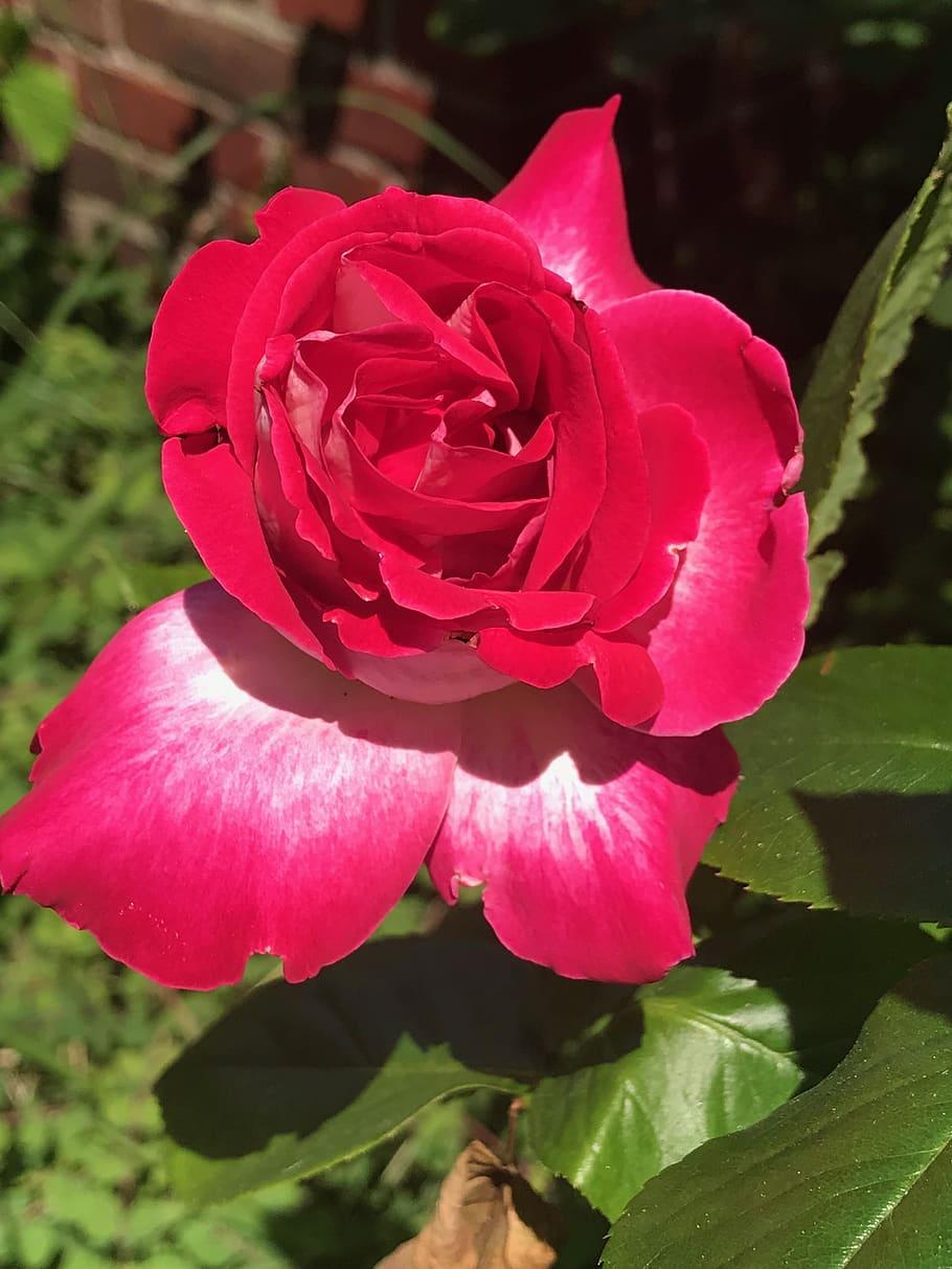 910x1213 Flower, Nature, Beautiful Flower, Bloom, Garden, Blossom, Tea Rose