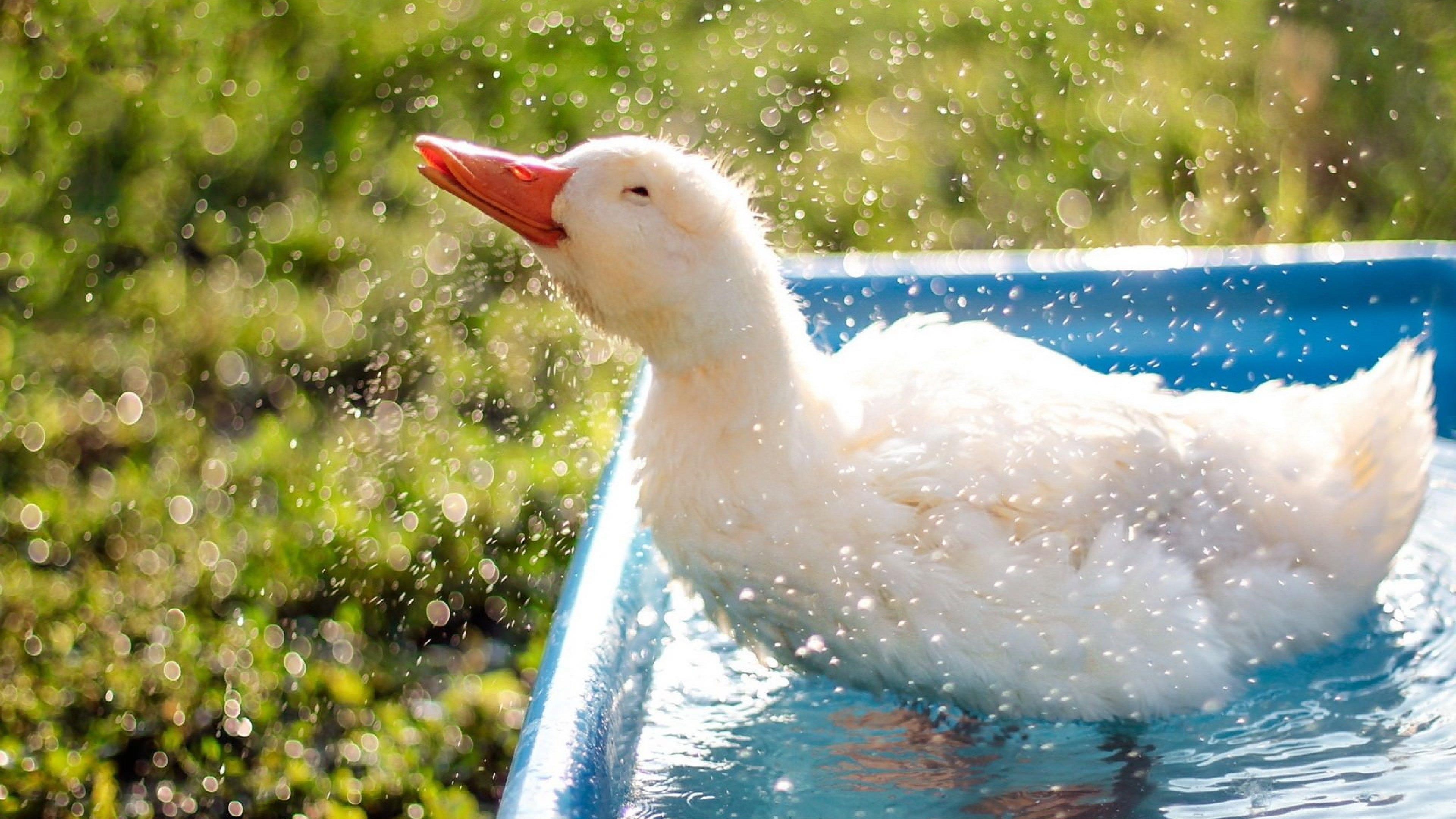 3840x2160 Duck 4K wallpaper for your desktop or mobile screen free and easy to download