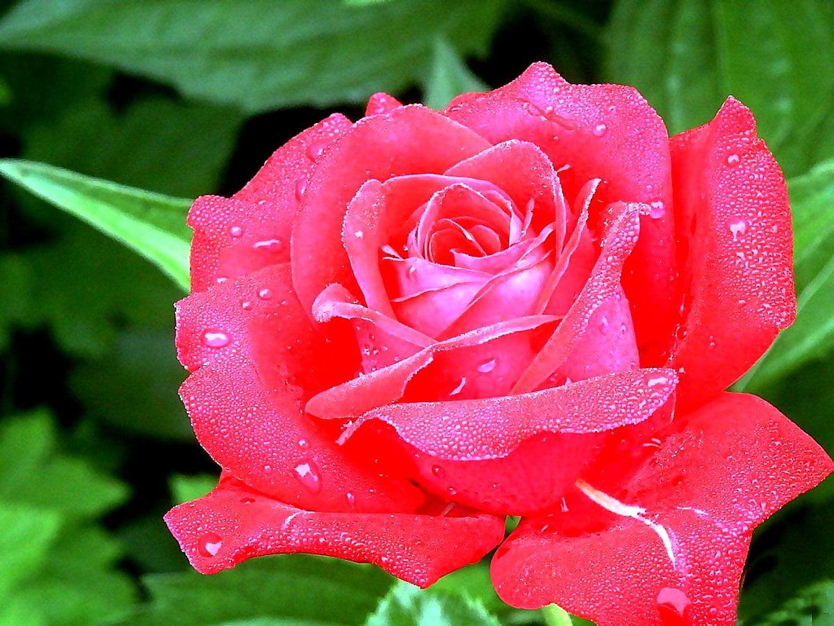 1200x900 Hybrid tea rose background HD. Download Free wallpaper